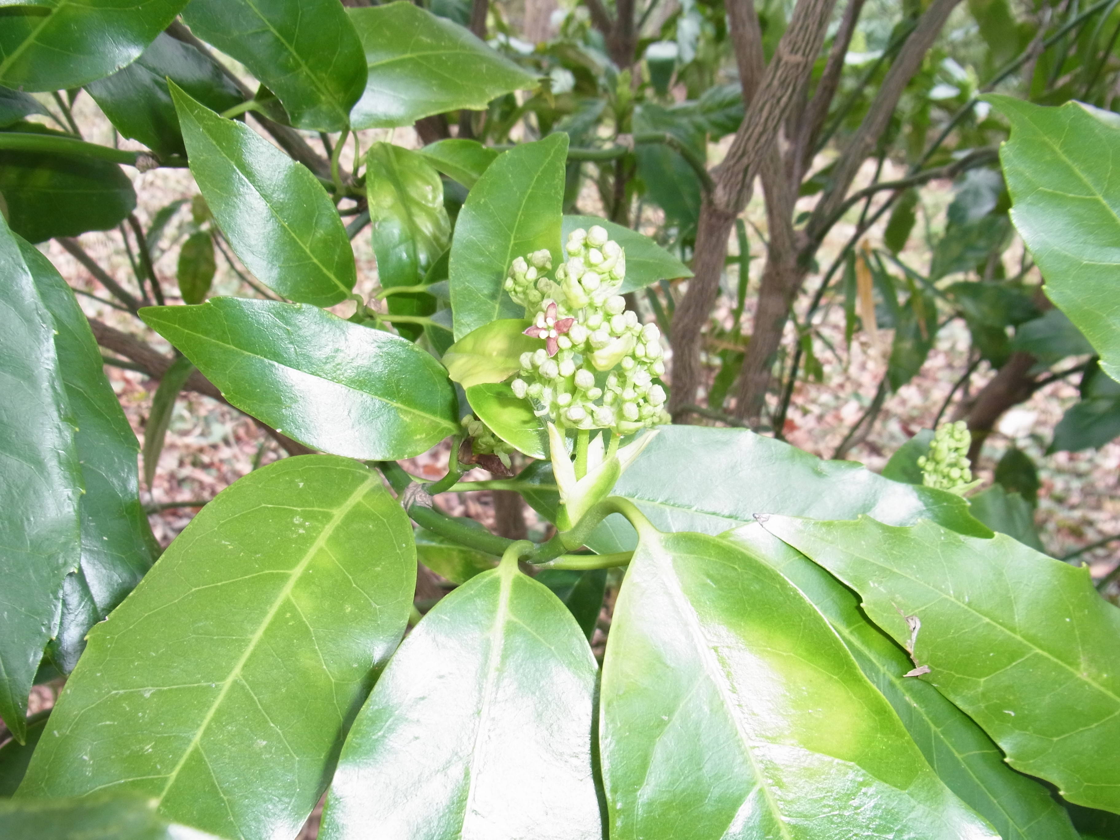 ha20170316 ５アオキ花３月.jpg