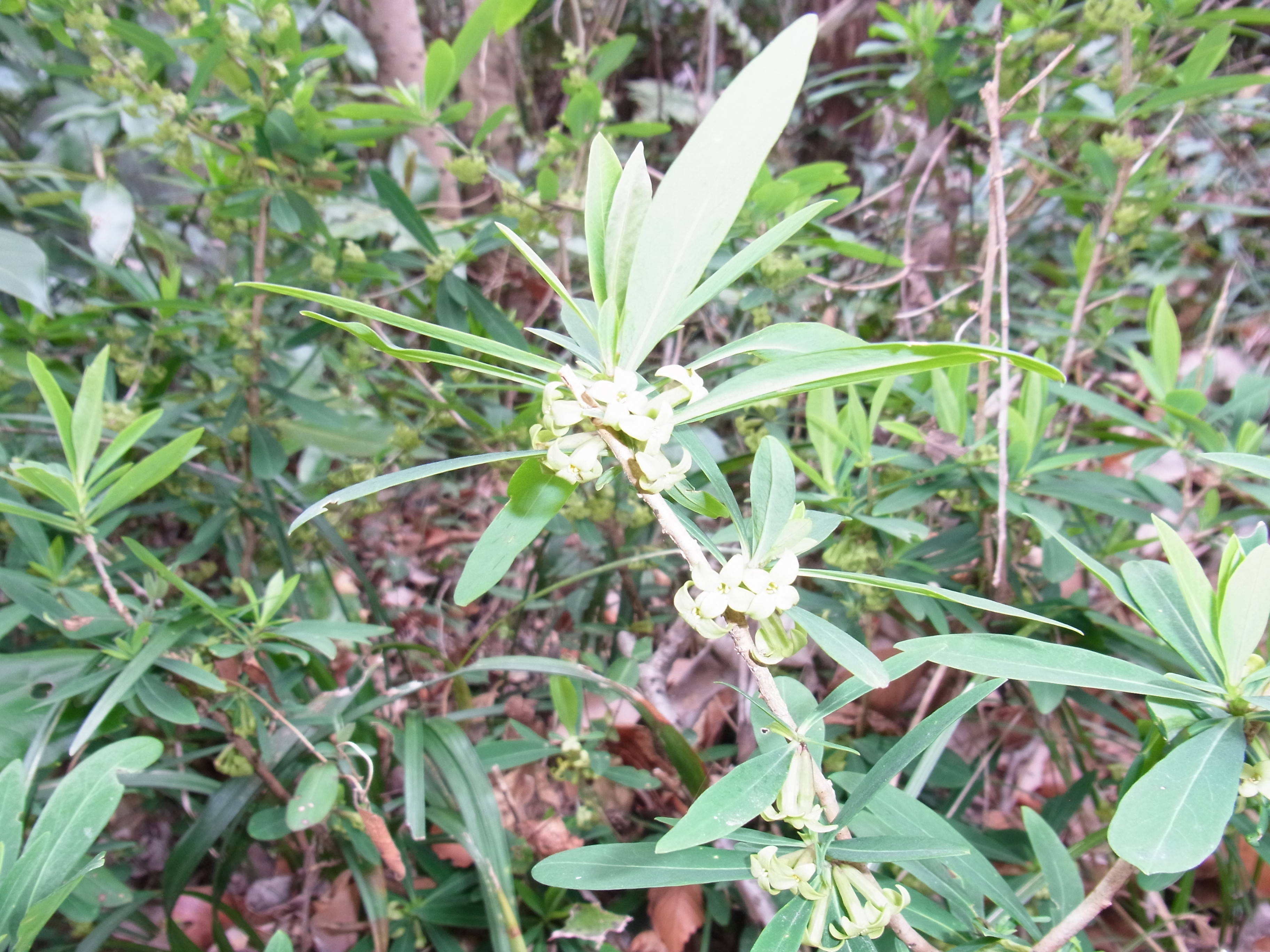 ha20170316 ２オニシバリ３月.jpg