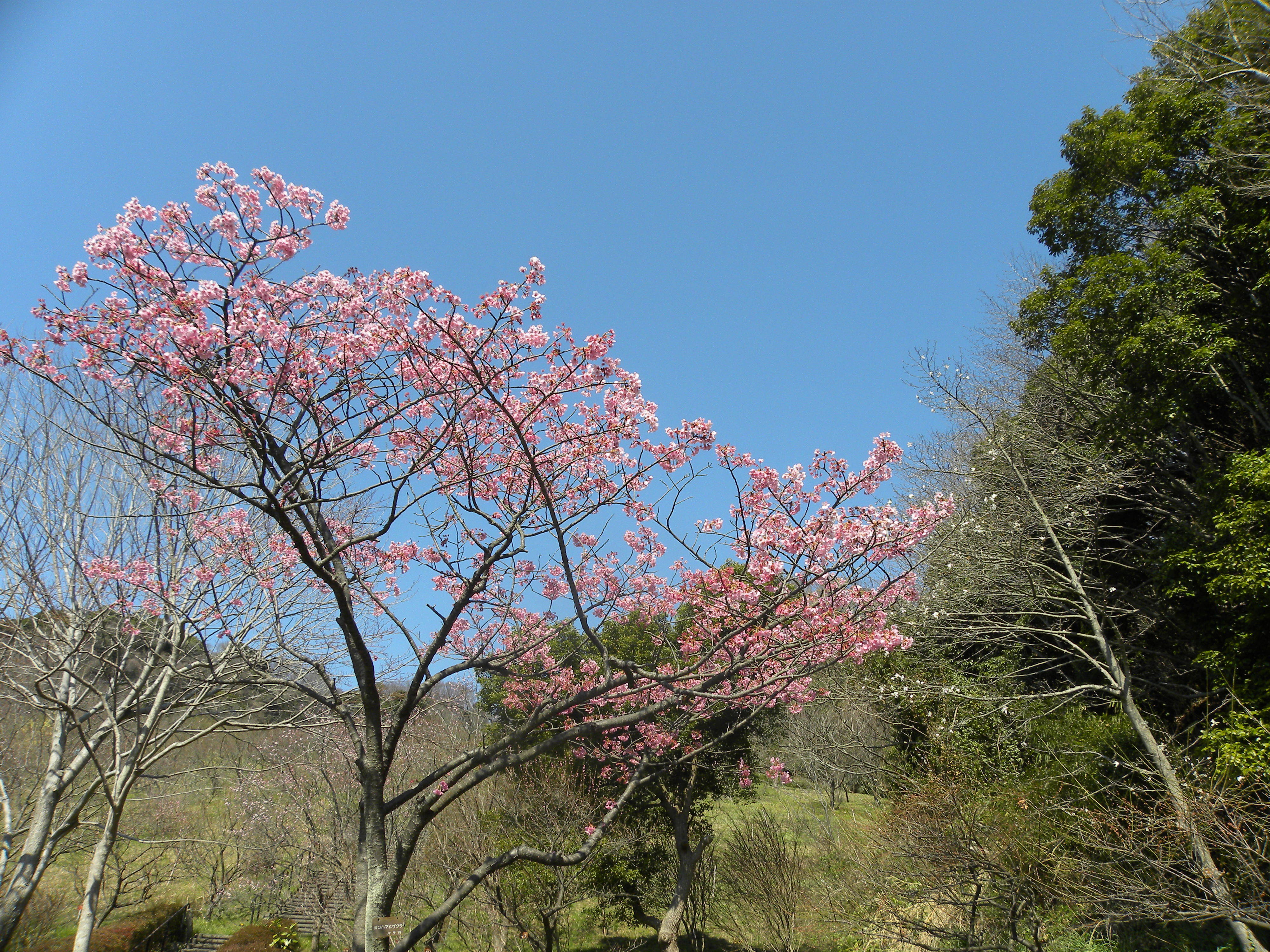 ha20170324-6.jpg