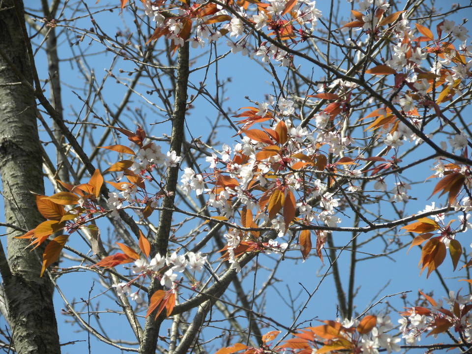 ha20170324-8.jpg