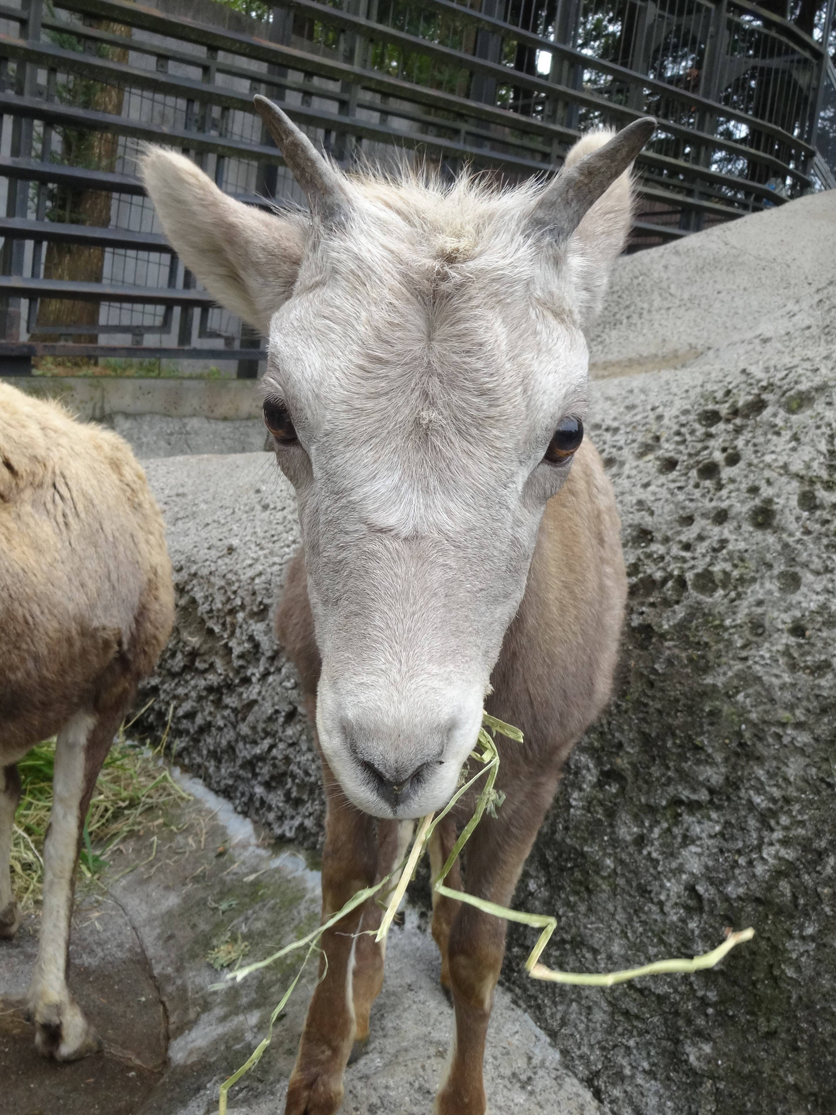 ショウツノヒツジ こぼれ話 金沢動物園公式サイト 公益財団法人 横浜市緑の協会