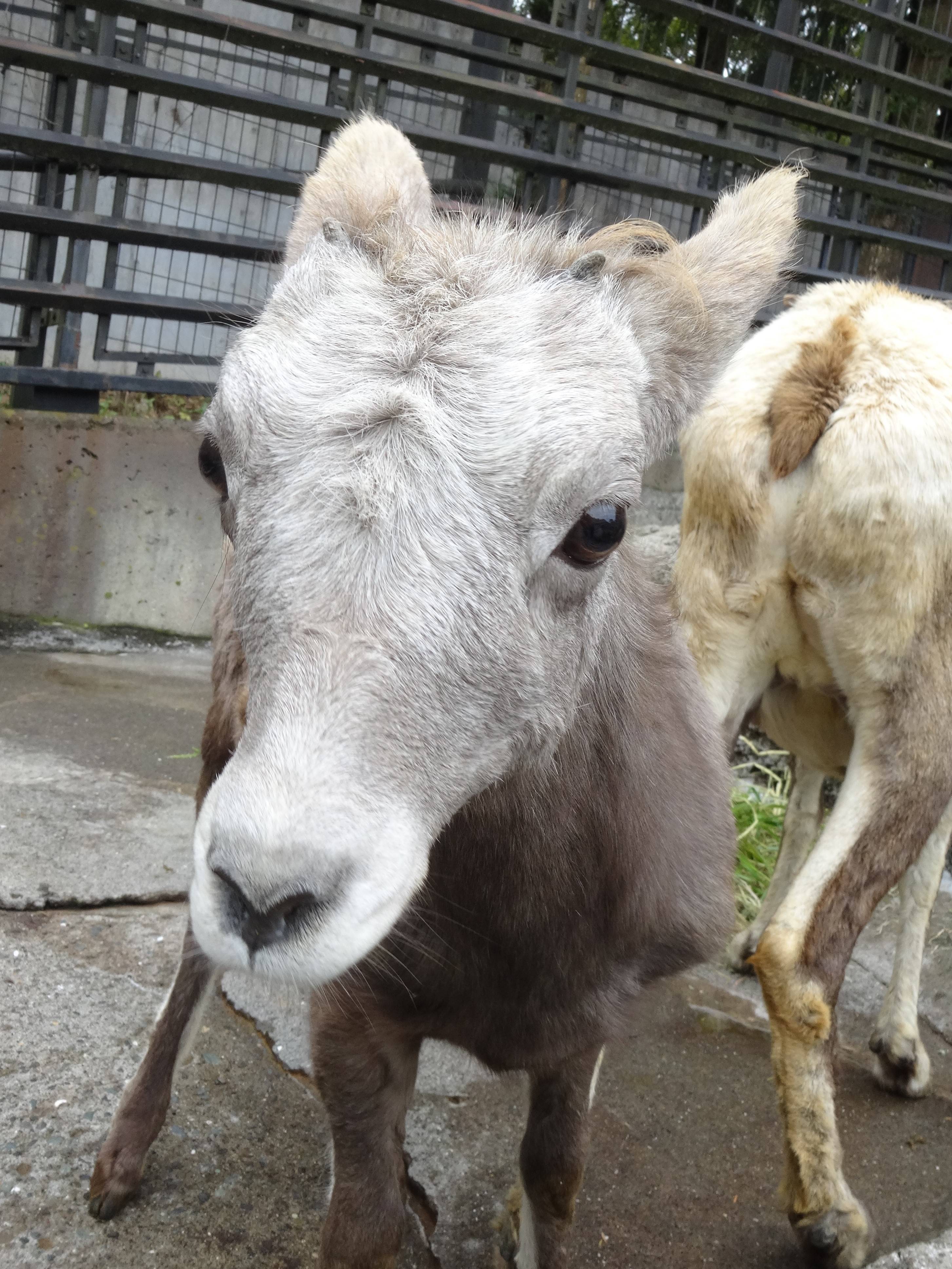 ショウツノヒツジ こぼれ話 金沢動物園公式サイト 公益財団法人 横浜市緑の協会
