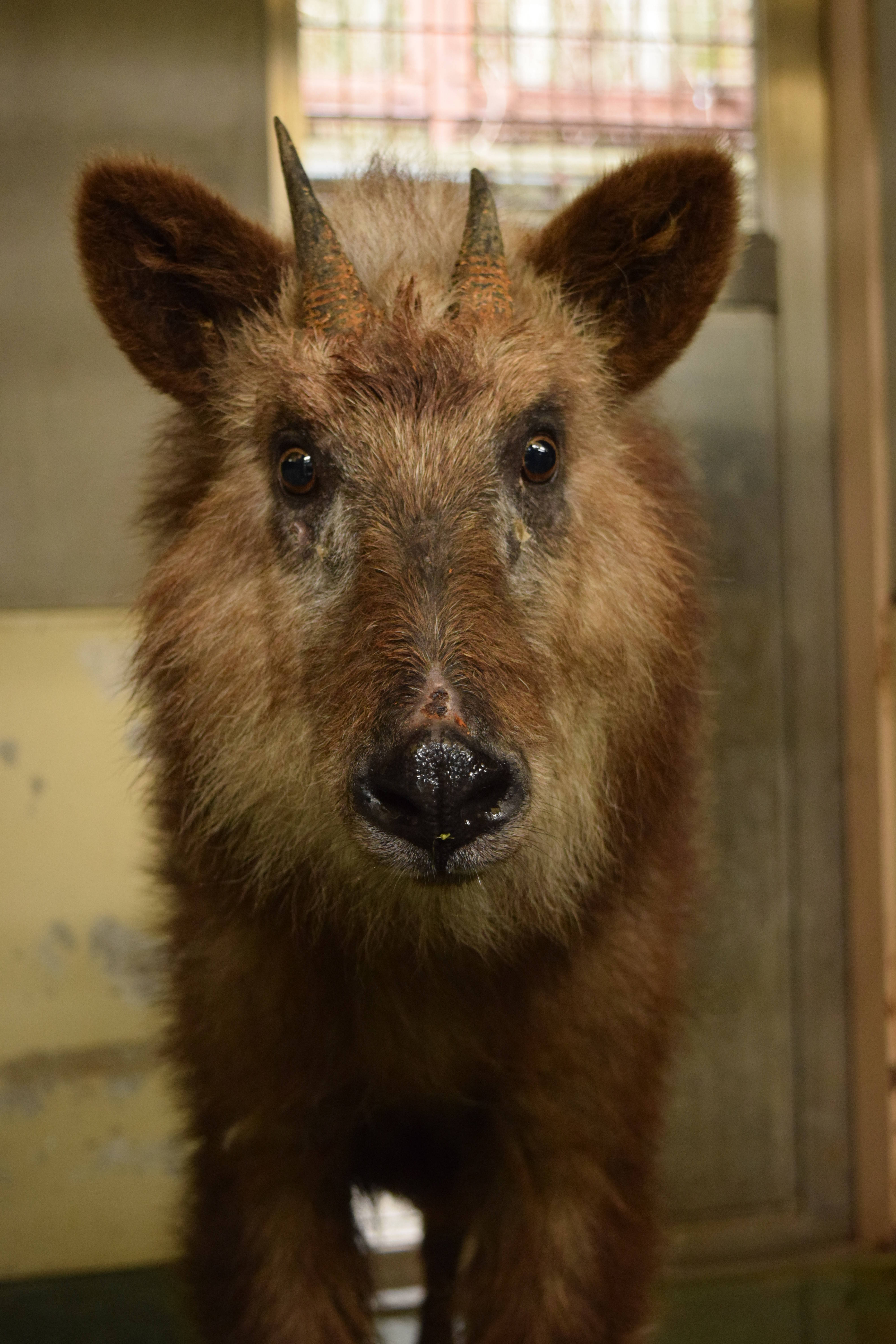 カモシカが仲間入り！|こぼれ話｜ブログ|金沢動物園公式サイト｜公益 