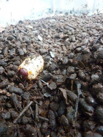 ウンチもりもりカブトムシ こぼれ話 金沢動物園公式サイト 公益財団法人 横浜市緑の協会