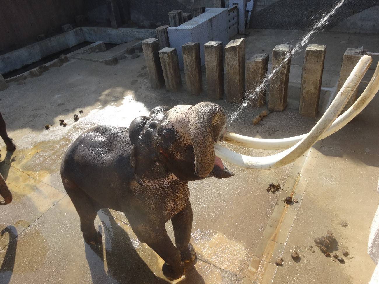 ゾウの水浴びはたーのしーい こぼれ話 金沢動物園公式サイト 公益財団法人 横浜市緑の協会 ゾウの水浴びはたーのしーい こぼれ話 金沢動物園公式サイト 公益財団法人 横浜市緑の協会