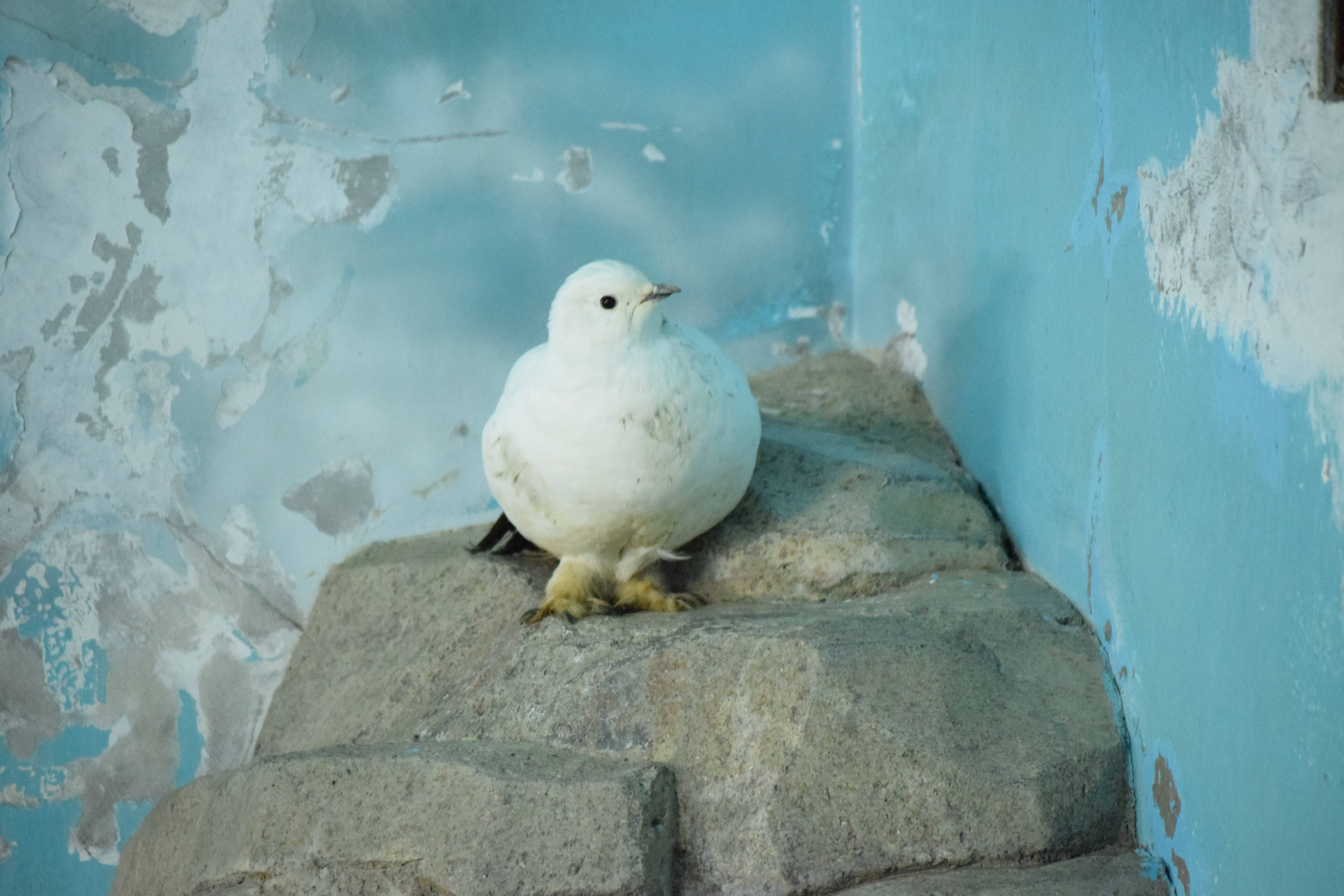 白好きにはたまらない こぼれ話 金沢動物園公式サイト 公益財団法人 横浜市緑の協会