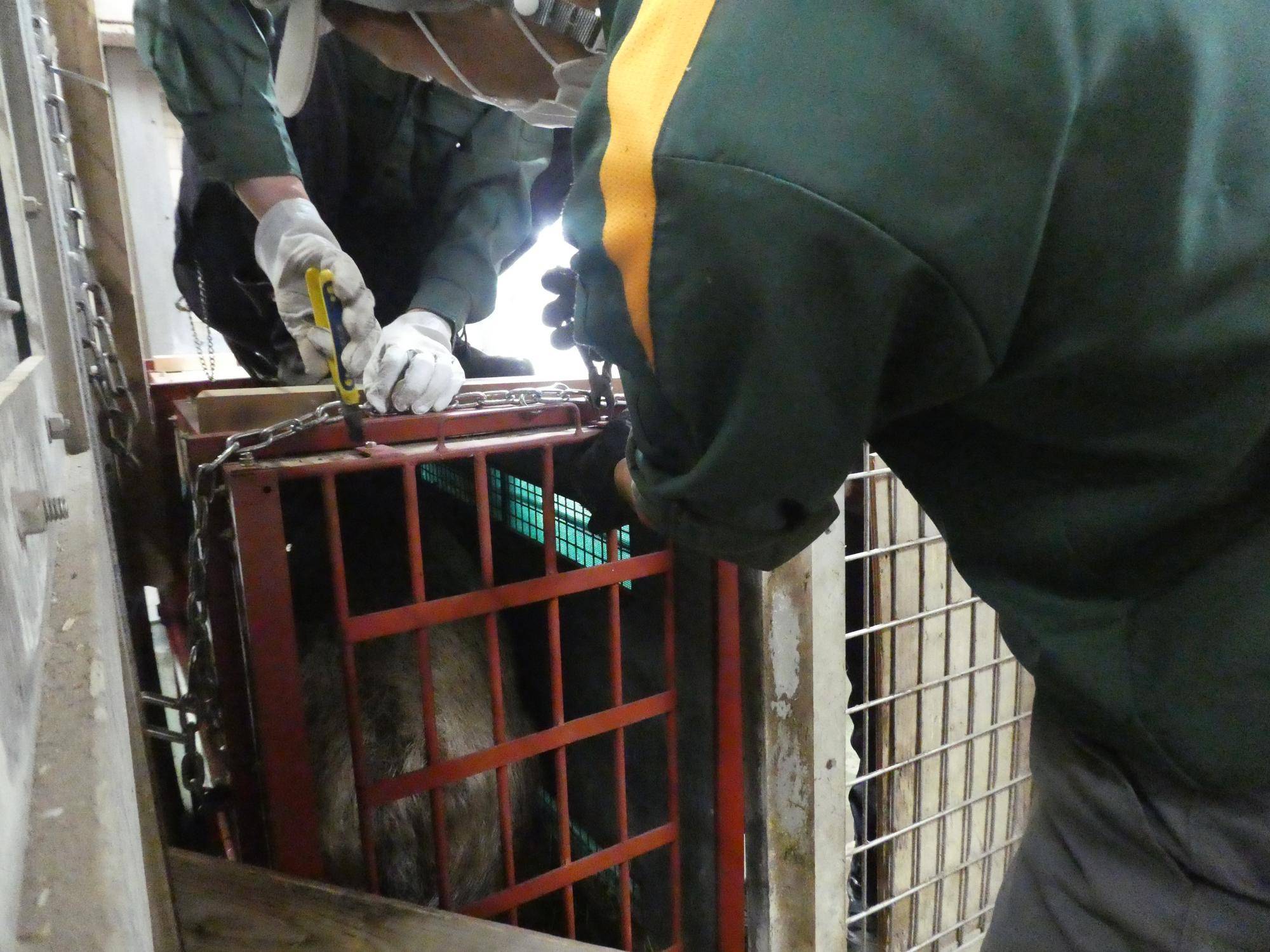搬出直前、イノッチが輸送箱に入っている様子.jpg
