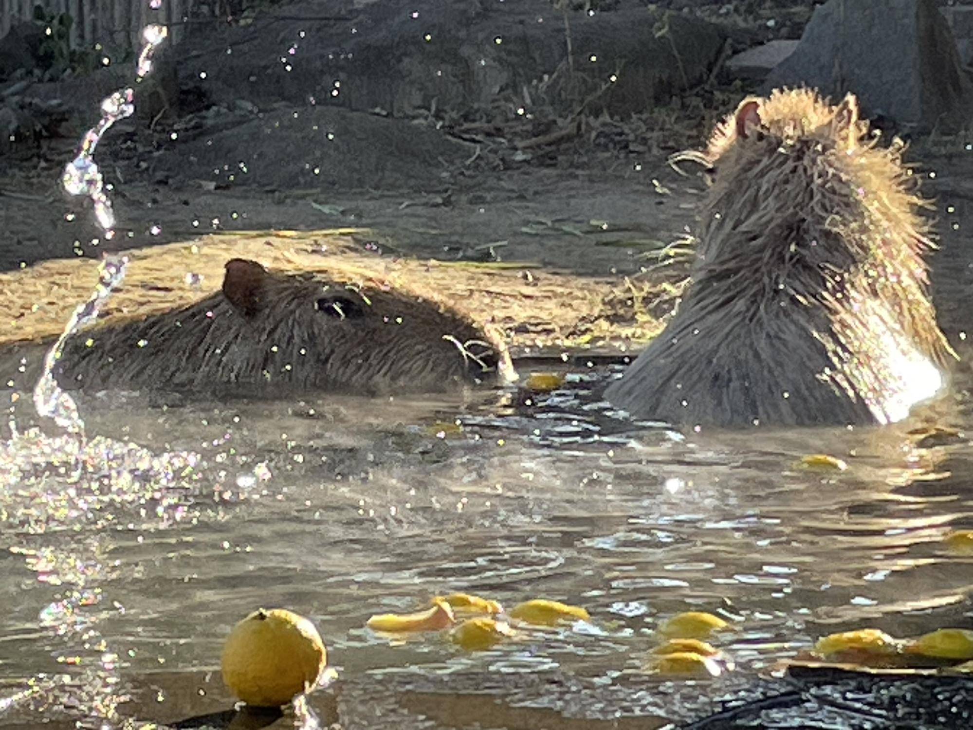 カピバラがゆず湯に入っているところ.jpeg