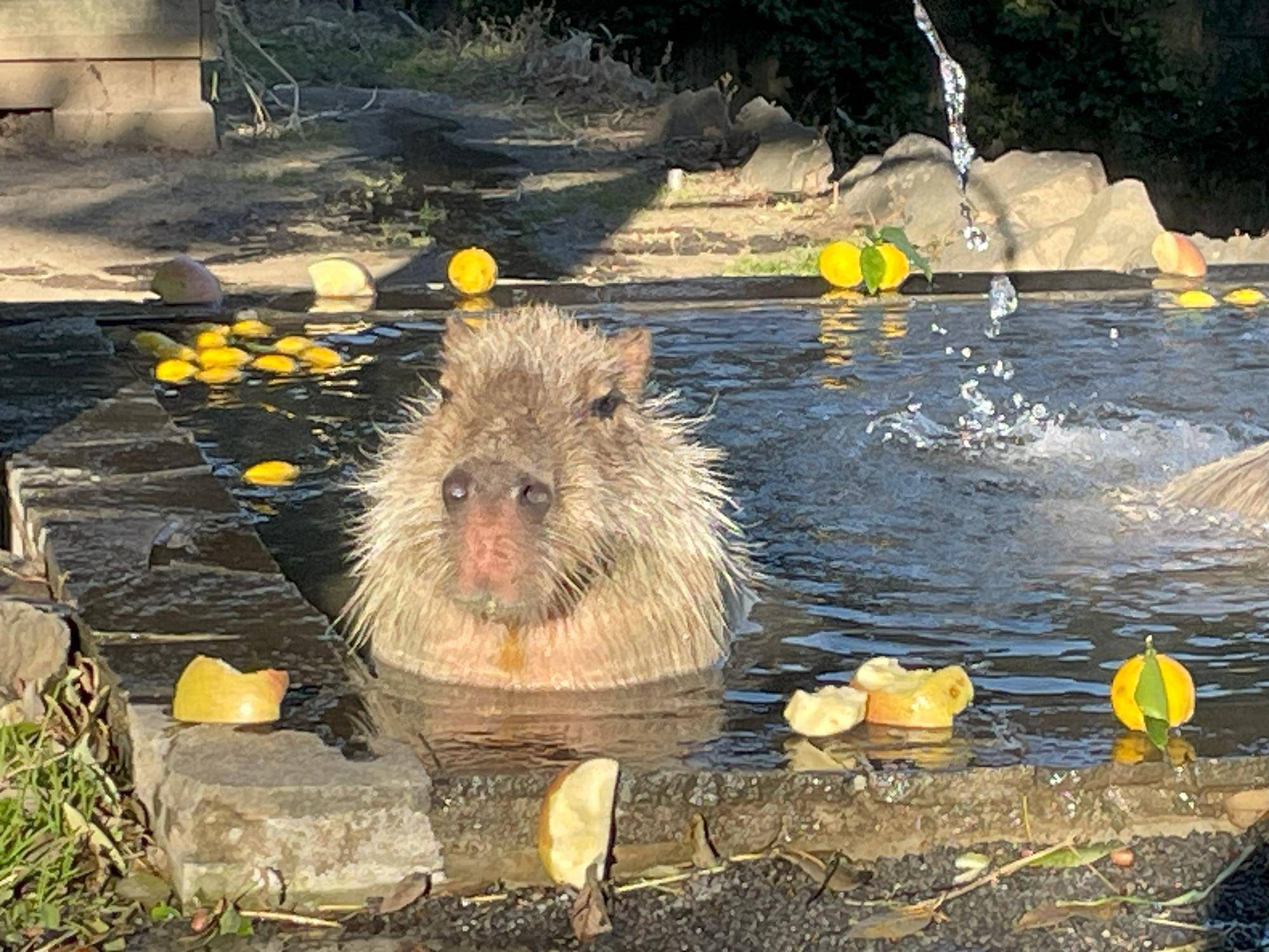 カピバラがゆず湯に入っている様子.jpg
