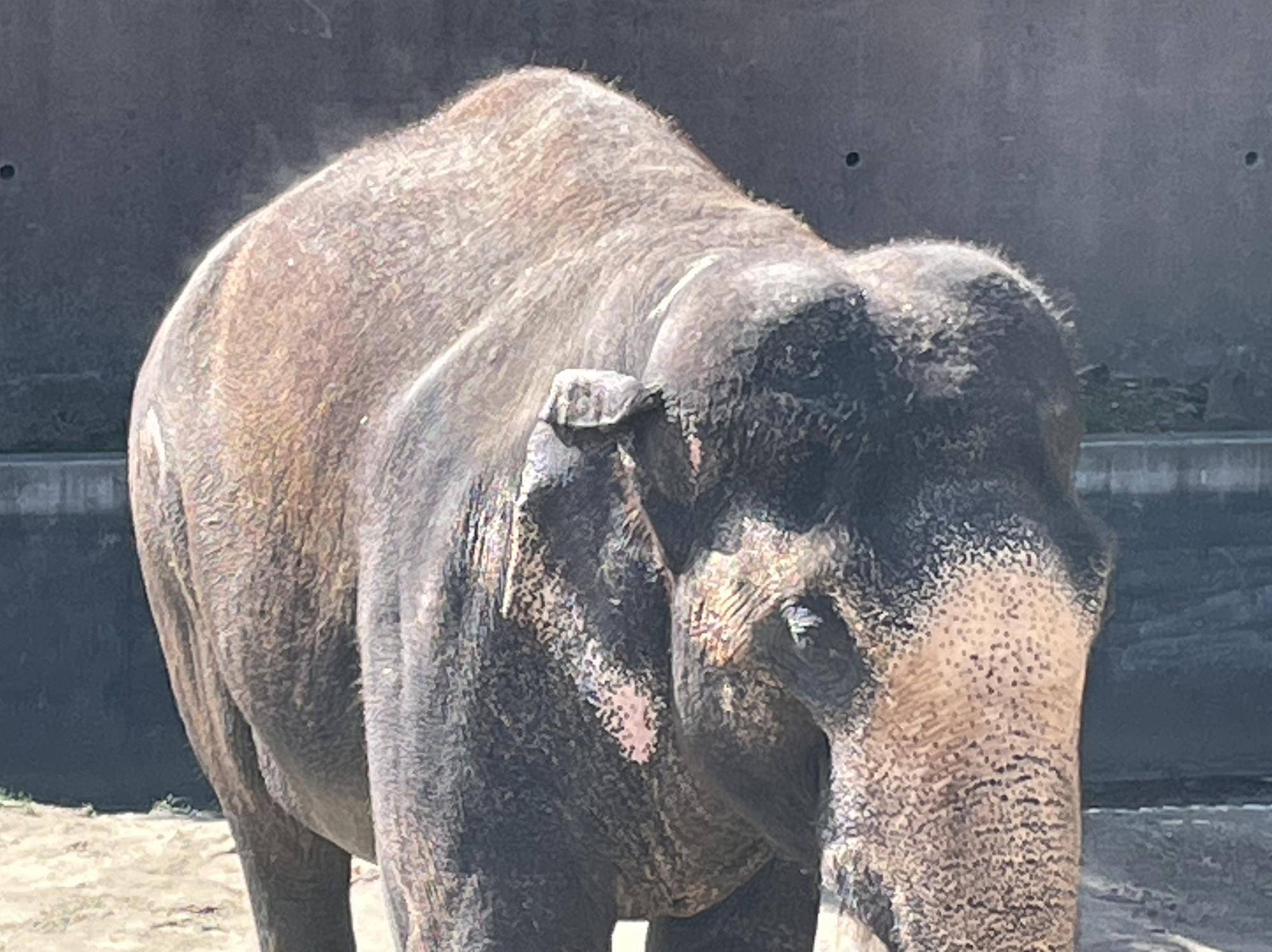 インドゾウのボンの体から湯気が出ている様子.jpeg