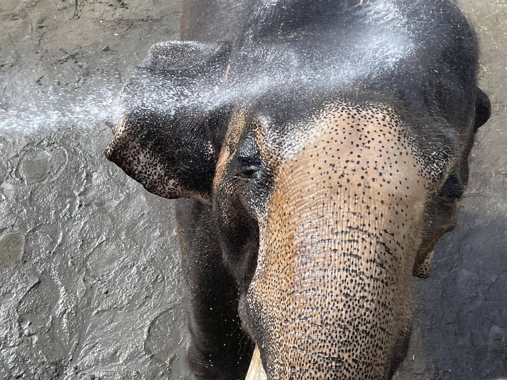 インドゾウのボンがお湯を浴びている様子.jpeg