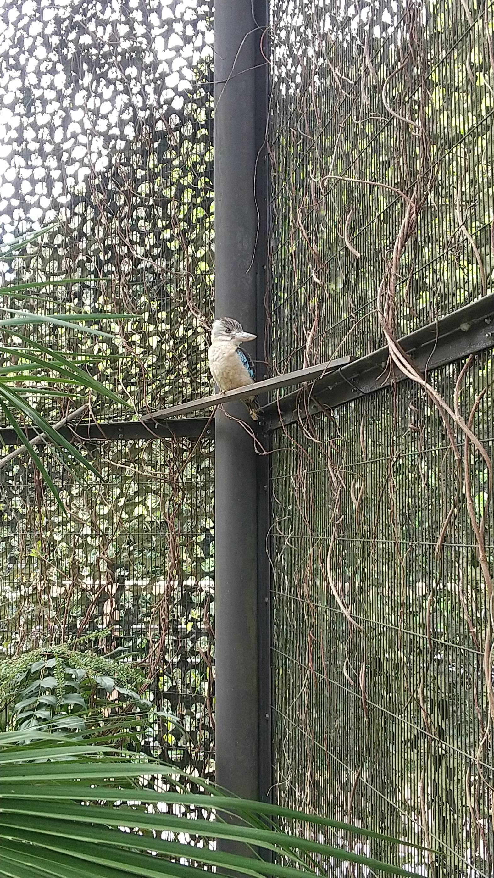 クロちゃん|こぼれ話｜ブログ|金沢動物園公式サイト｜公益財団