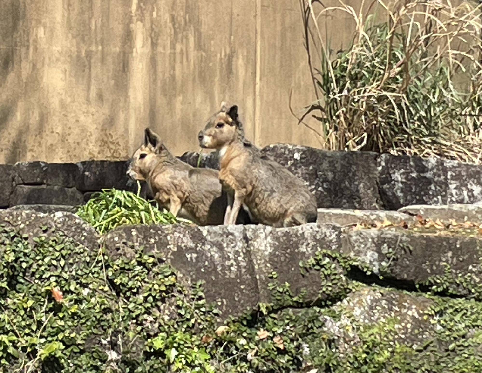 マーラが展示場で座っている様子 コピー.jpeg