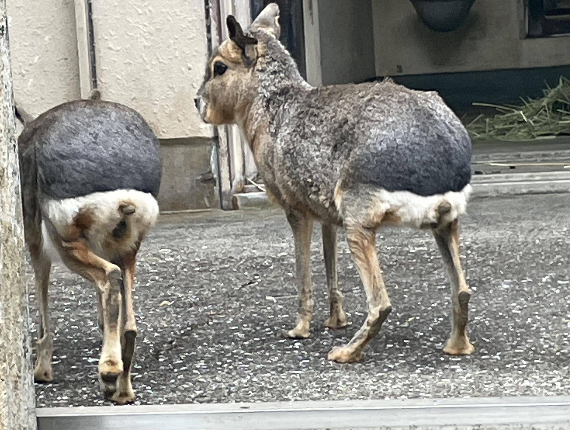 マーラのお尻の黒褐色の毛 コピー.jpeg