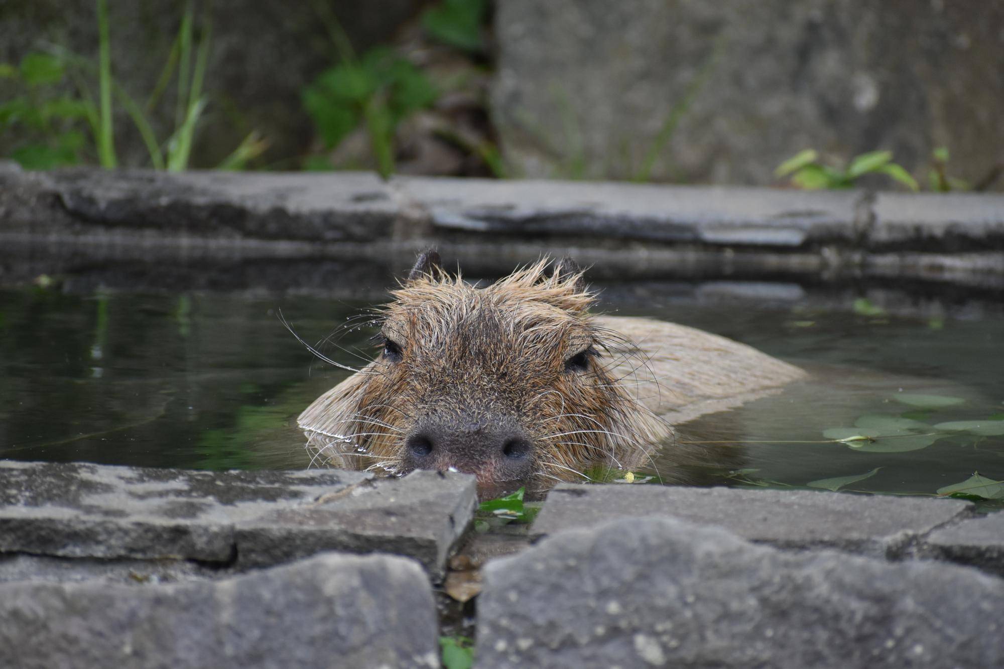 カピバラのラザニアがお湯につかって満足げな顔をしている.jpg