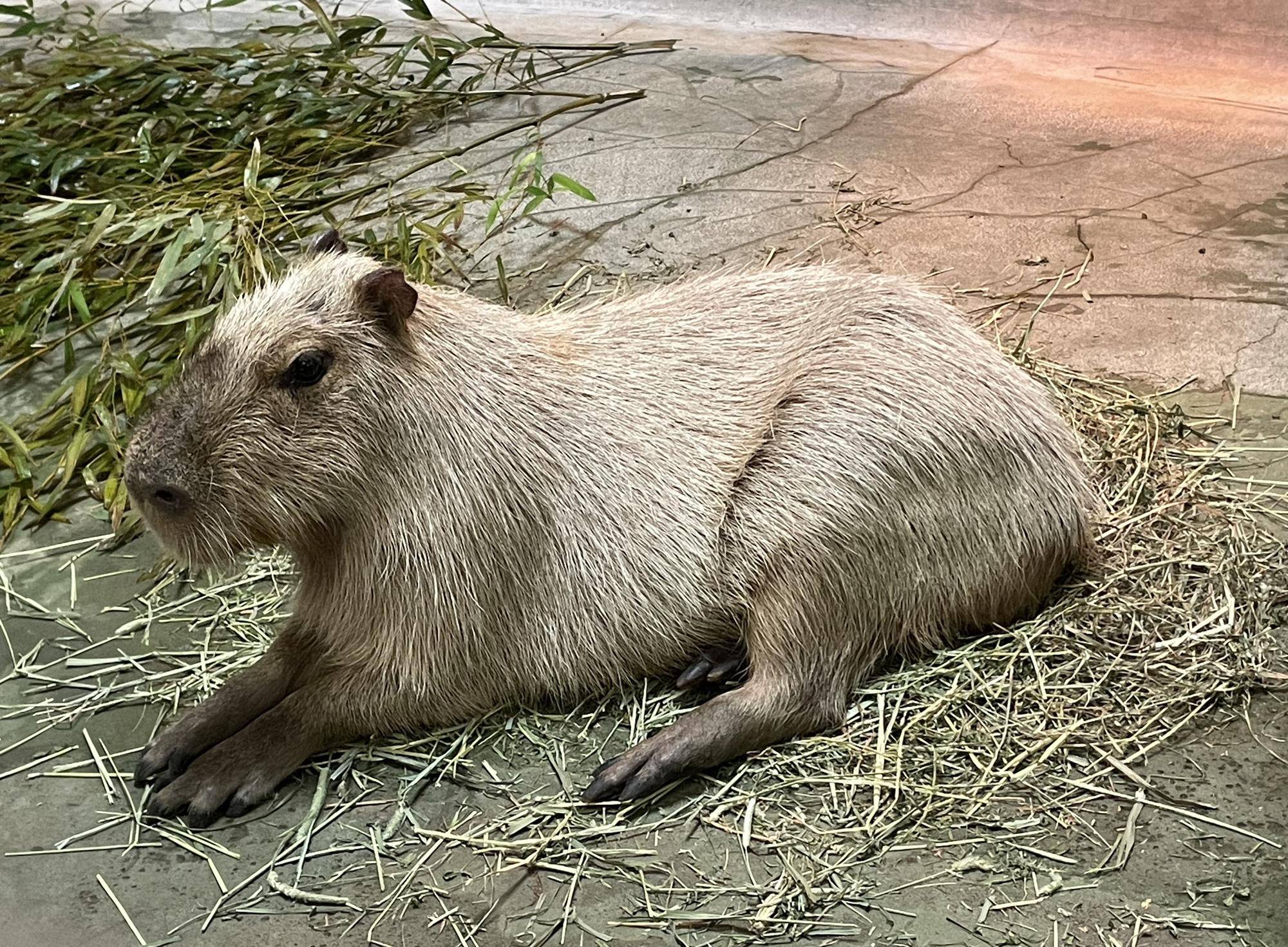 カピバラが寝室で座っている様子(足の説明) コピー.jpeg