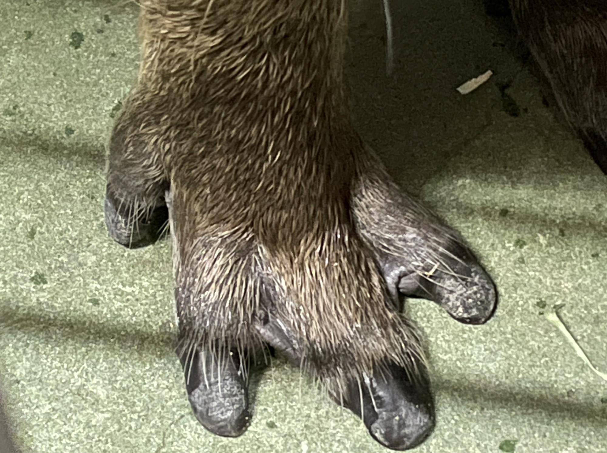 カピバラの前肢の水かき コピー.jpeg