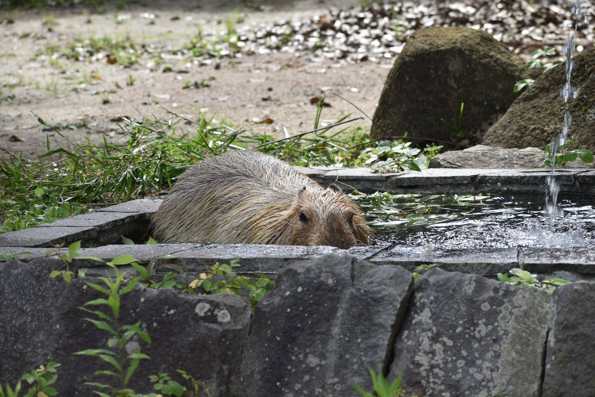 カピバラのラザニアがお湯につかり始めたところ.jpg