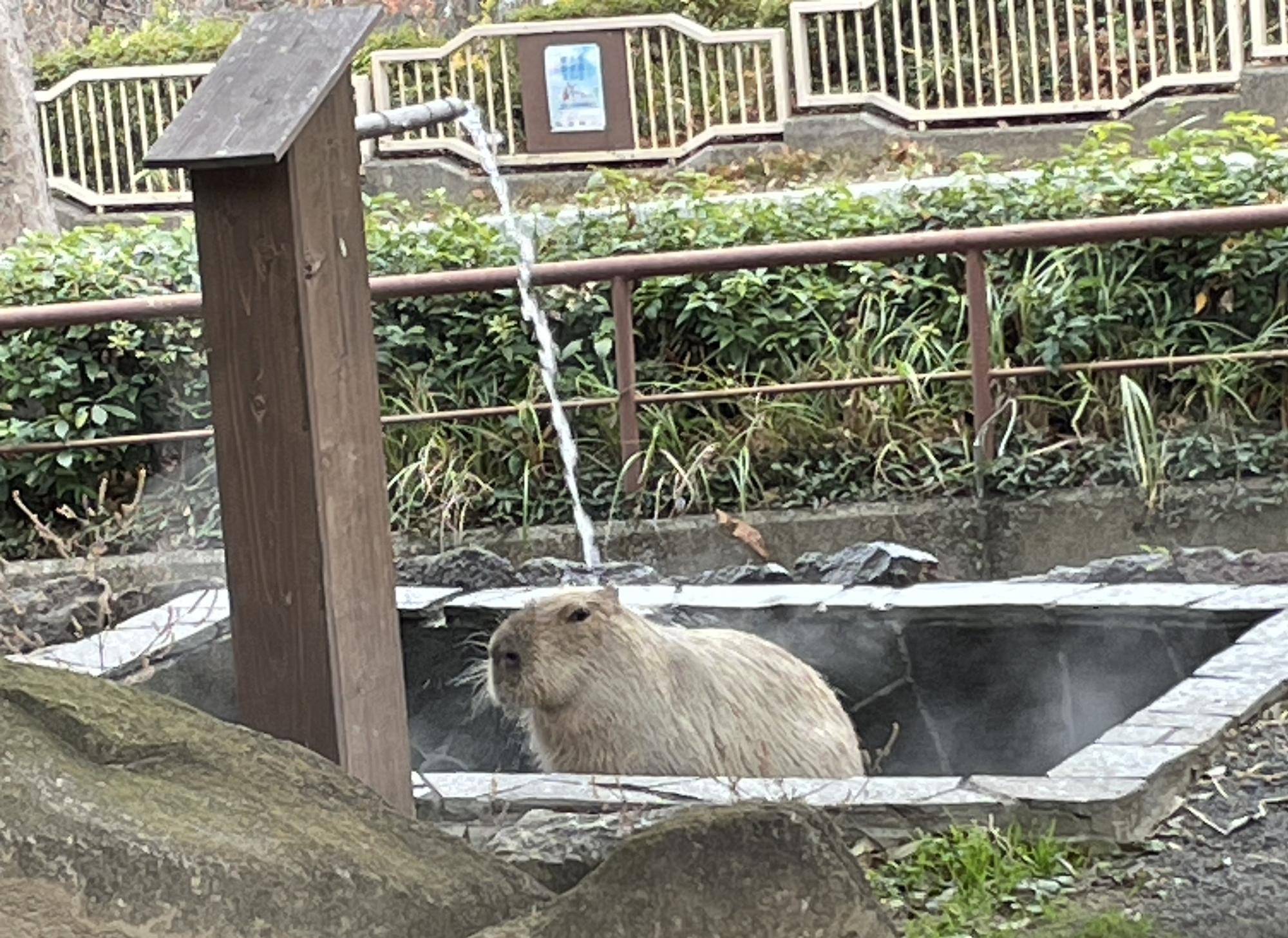 カピバラが打たせ湯に当たっているところ コピー.jpeg