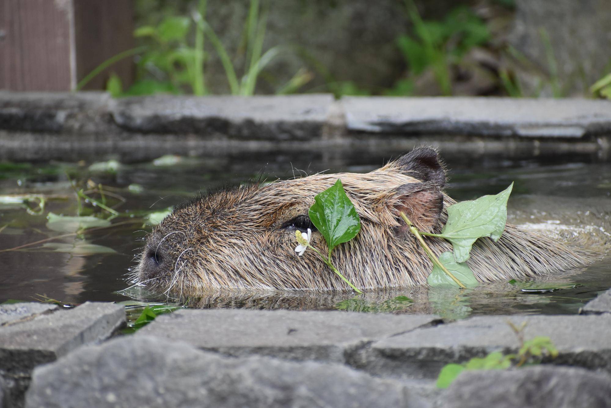 カピバラのラザニアがお湯からでたら、頭にどくだみの葉がついているところ.jpg