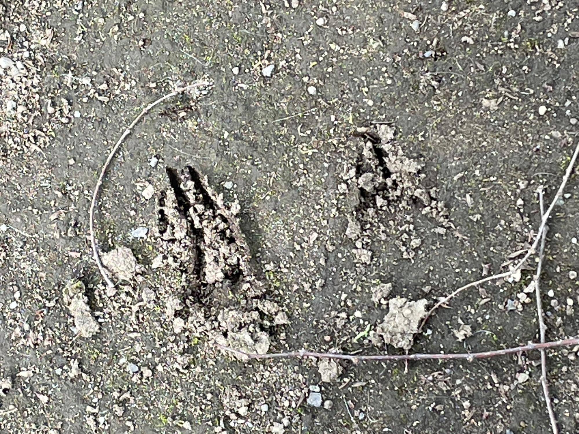 マーラの駆け回った時についた足跡 コピー.jpeg