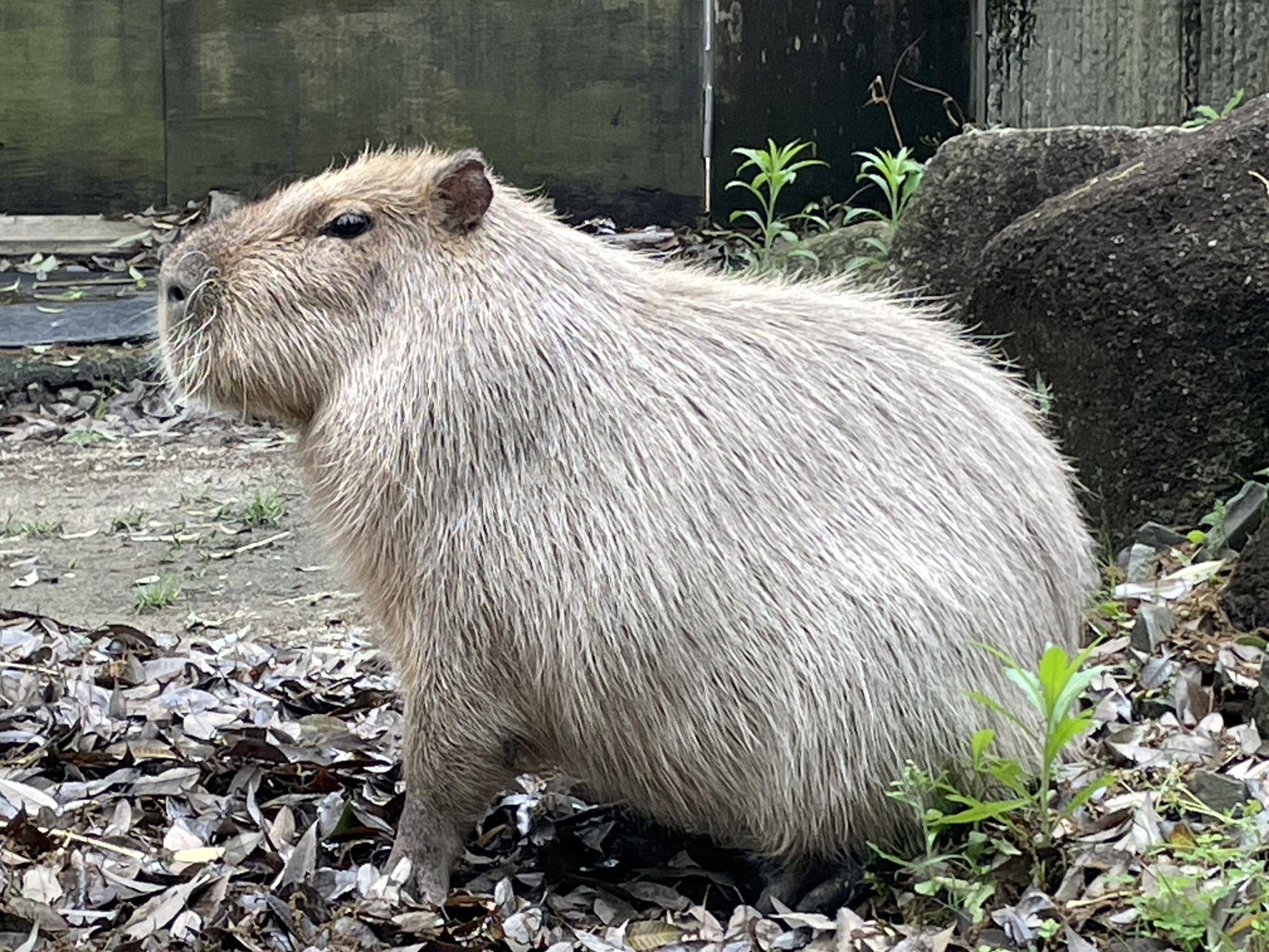 カピバラが横向きに座っているところ コピー.jpeg