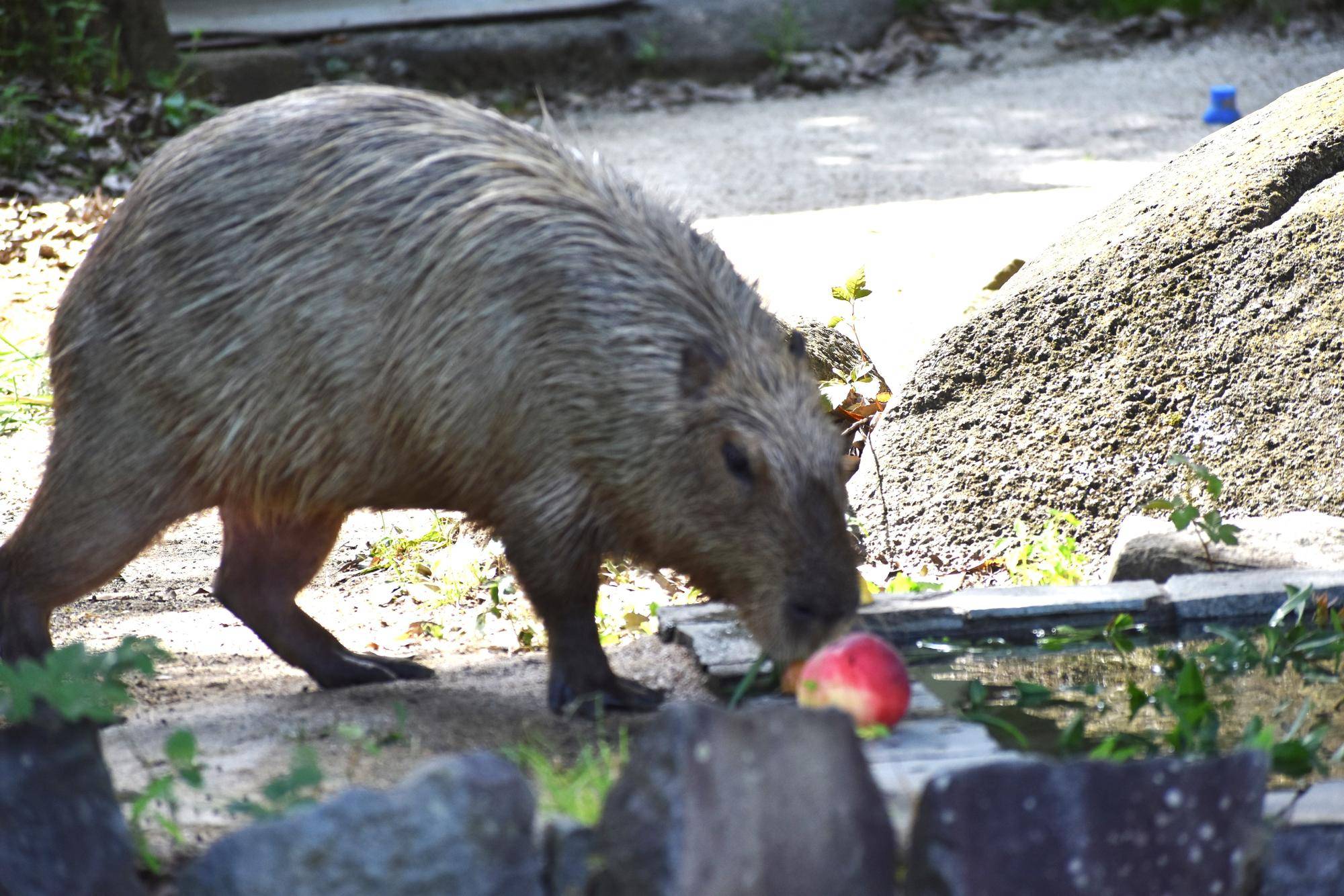 カピバラがプールサイドにおいてある桃の匂いを嗅いでいるところ.jpg