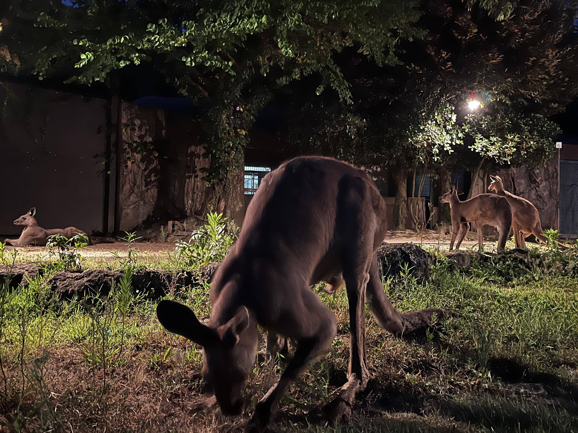 ナイトオス (5).jpg