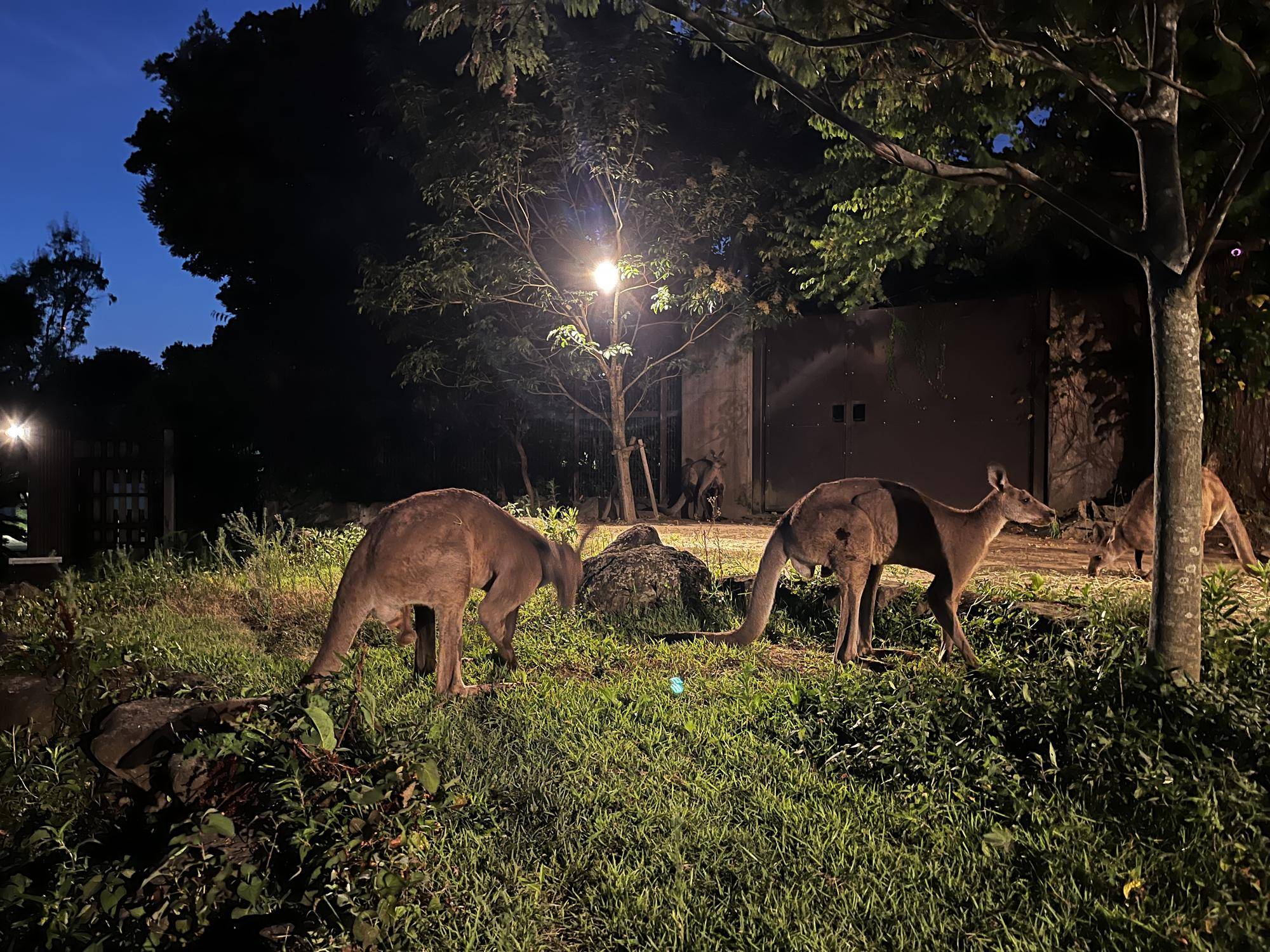 ナイトオス (3).jpg