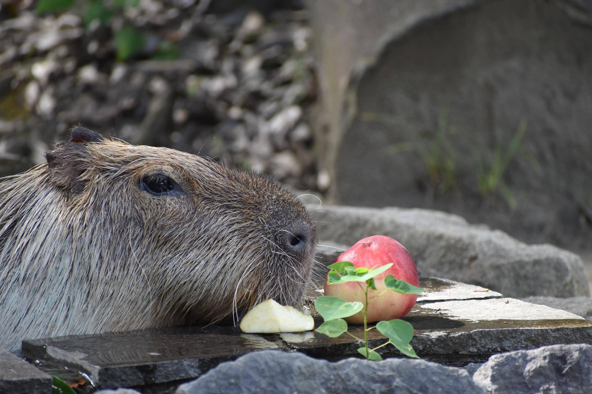 カピバラがプールに入りながらリンゴを食べているところ.jpg