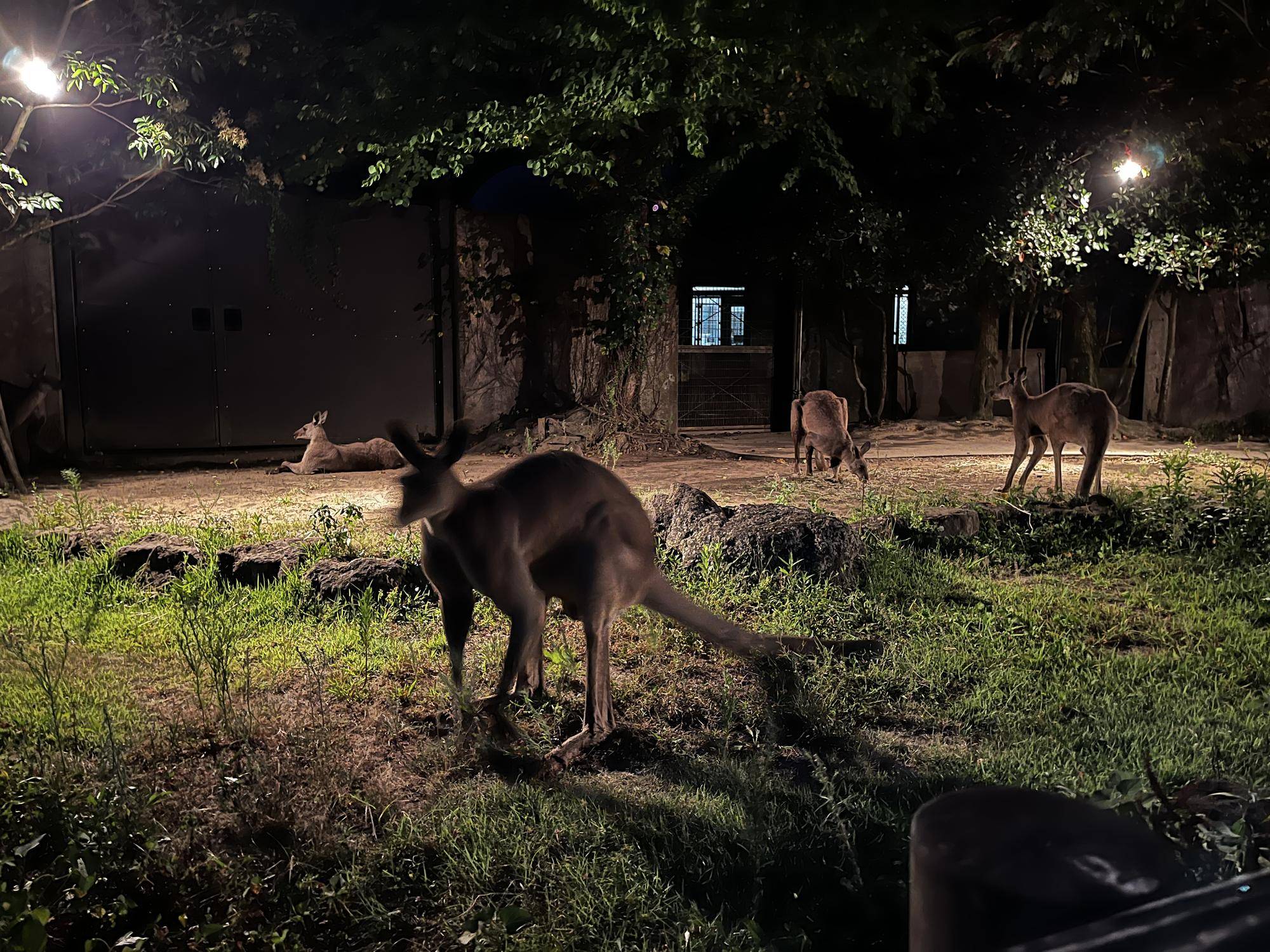 ナイトオス (4).jpg