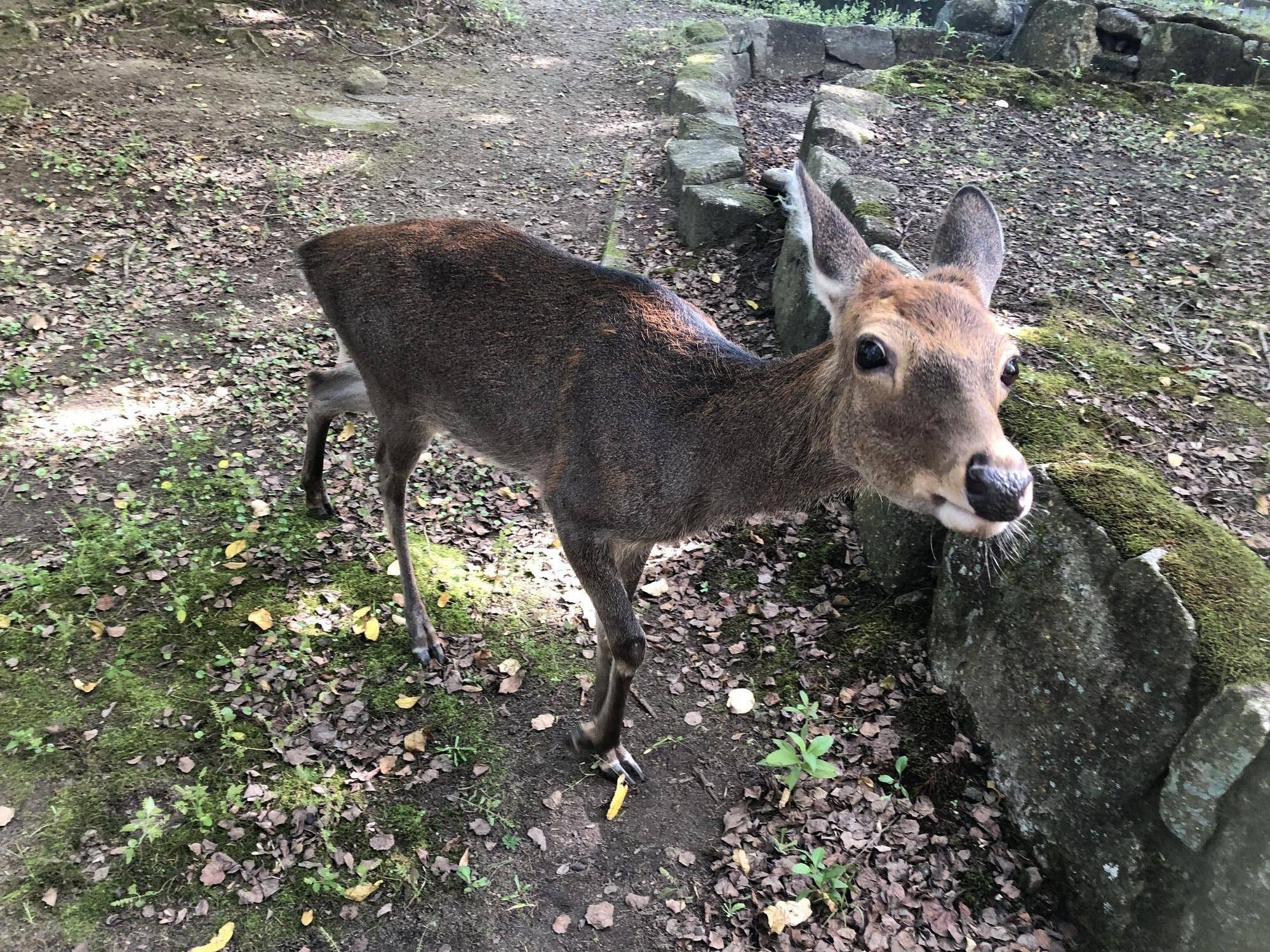 シカ冬.jpeg