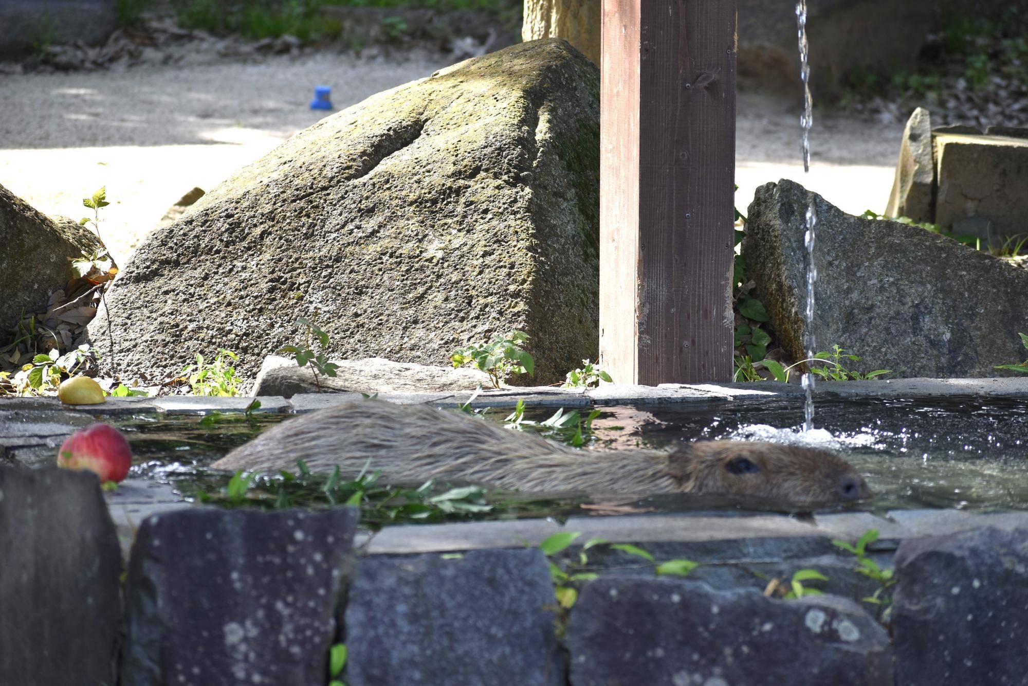 カピバラがヤマモモの湯に入ったところ.jpg
