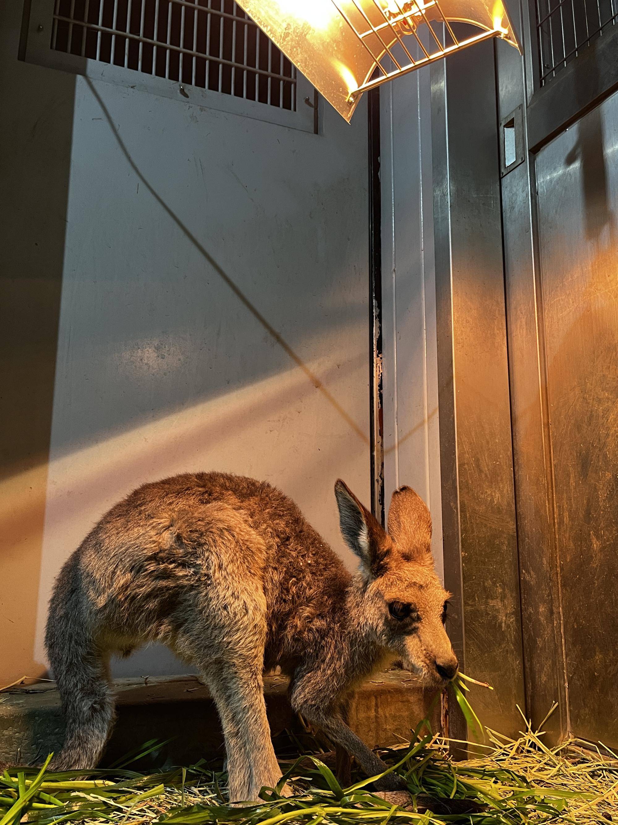 カボス個室で治療中 (2).jpg