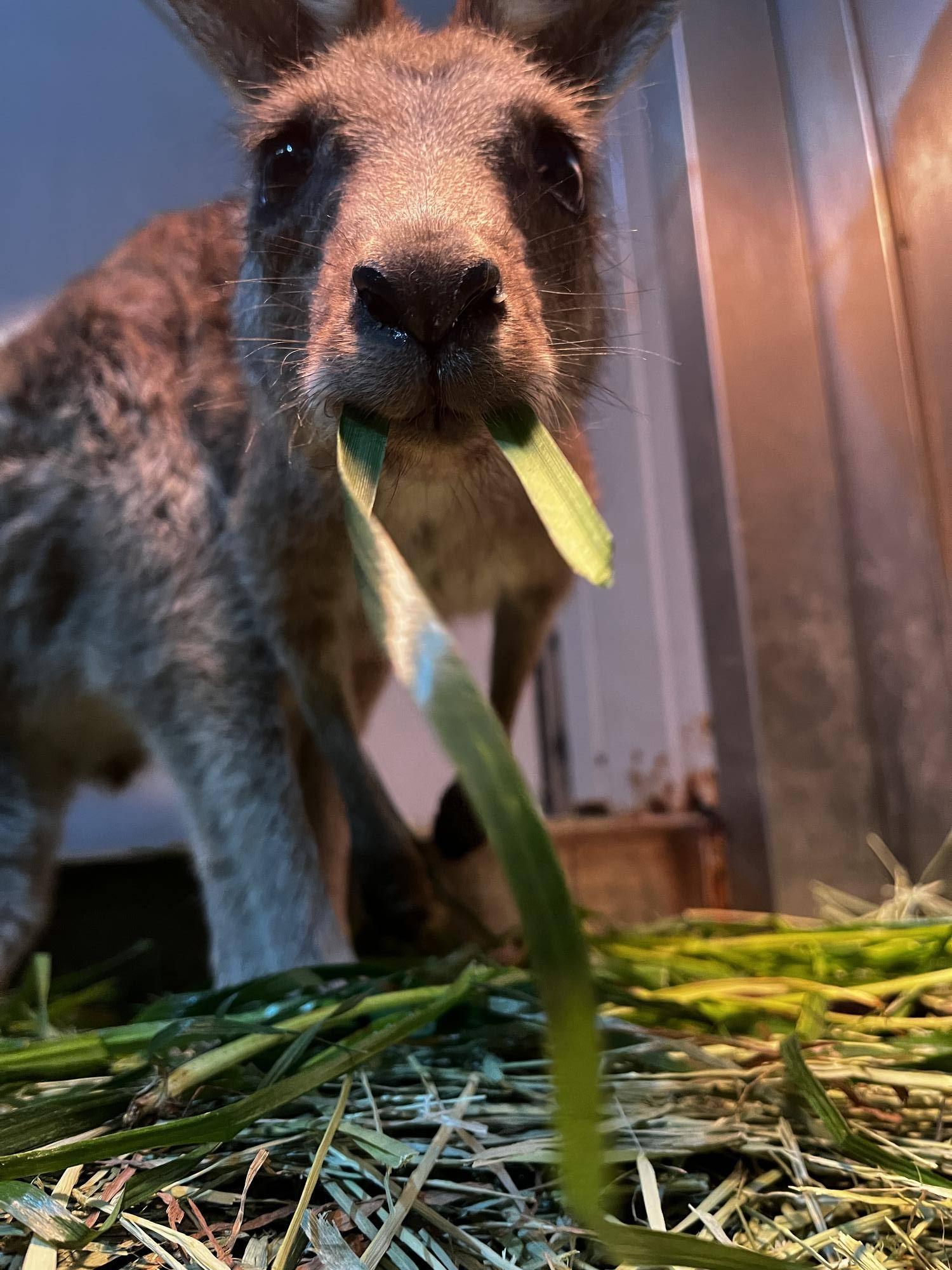 カボス個室で治療中 (1).jpg