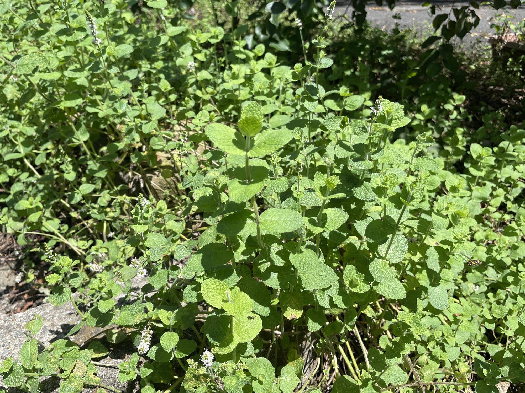 園内の動物病院に生えていたミント1 .jpeg