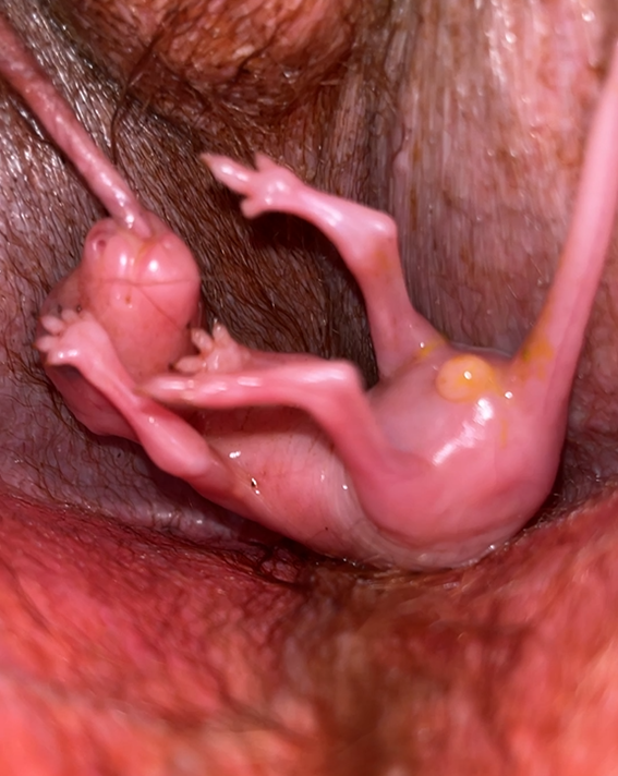 イジュ (育児嚢1).png