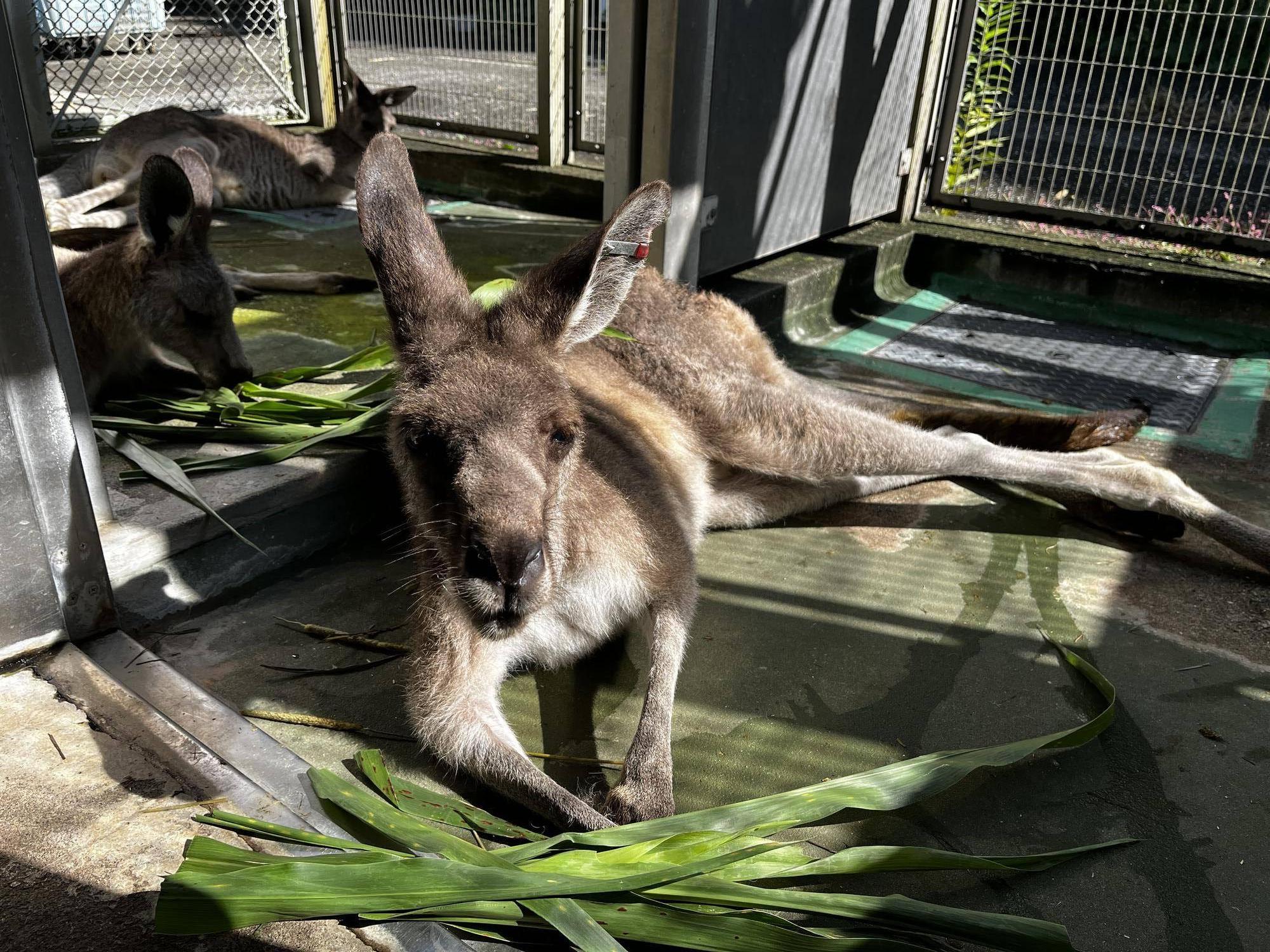 キノコと新しいグループ (4).jpg