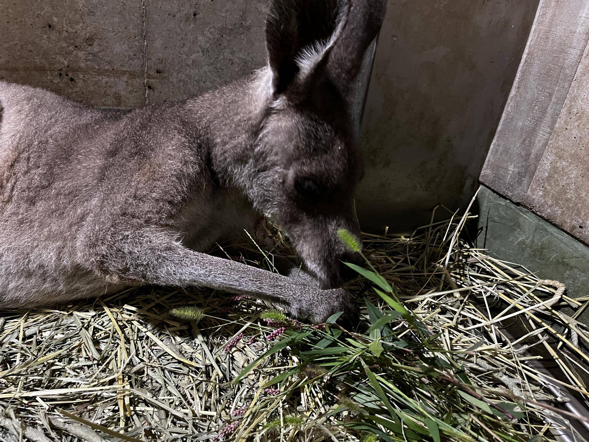 キノコとイヌタデ (2).jpg