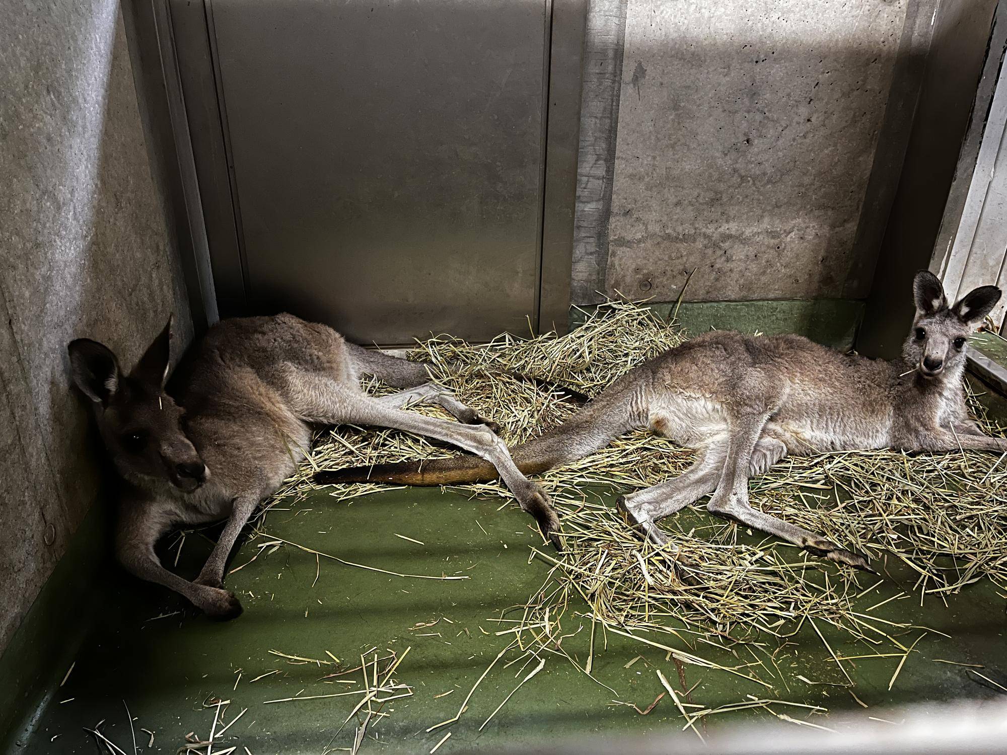 キノコと新しいグループ (3).jpg