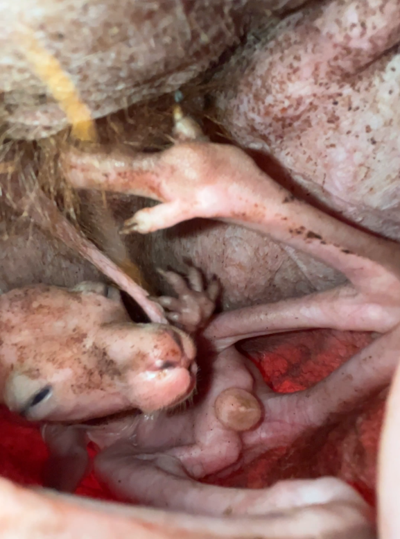 イジュ (育児嚢2).png