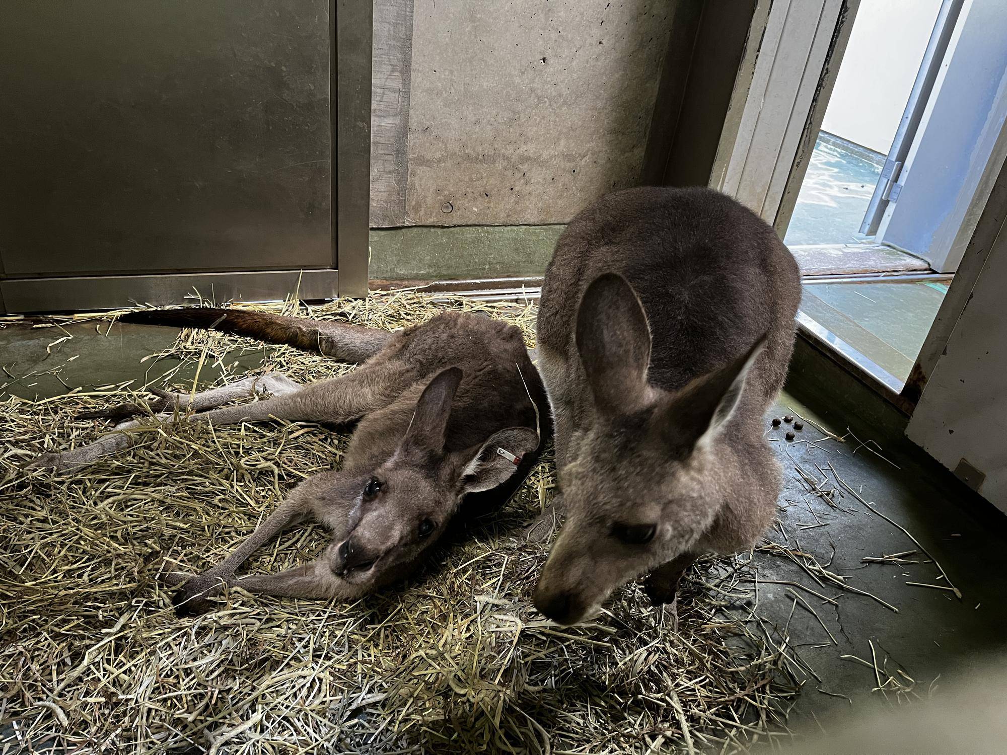 キノコと新しいグループ (2).jpg