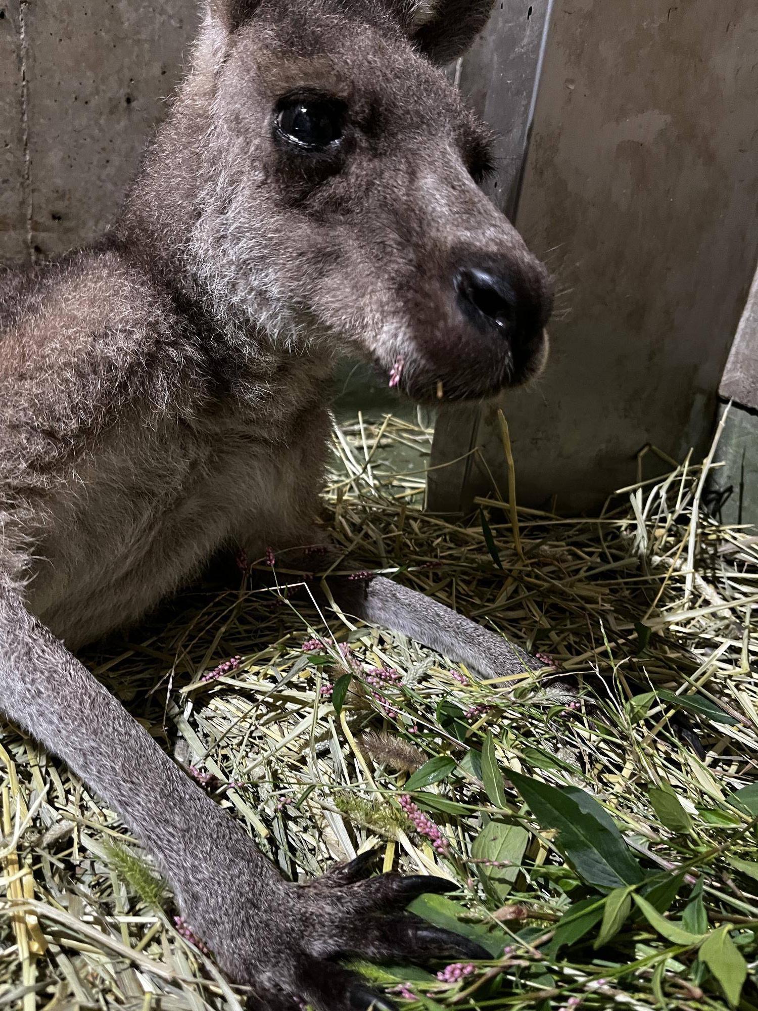 キノコとイヌタデ (1).jpg