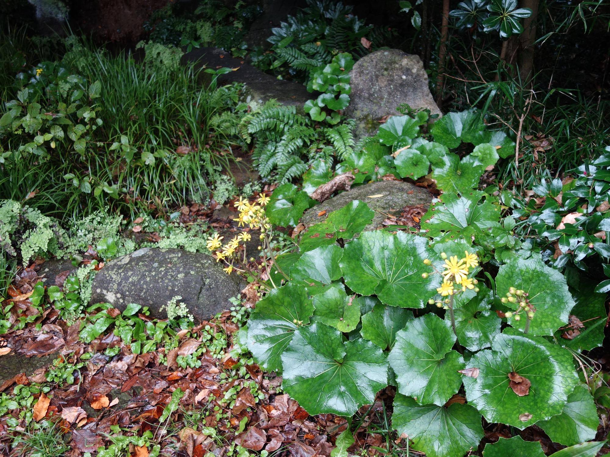 DSC02636.jpg