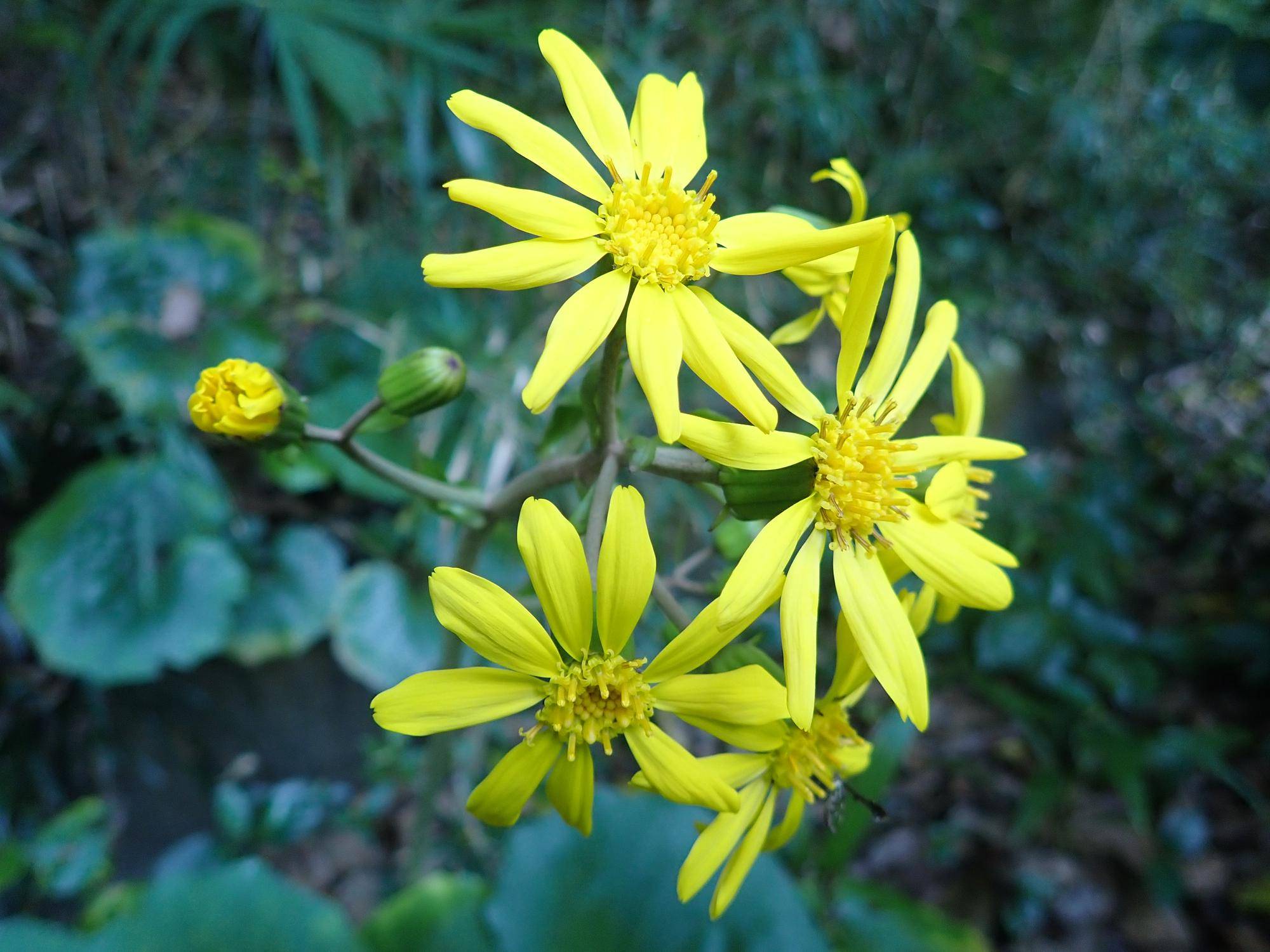 PB123275.jpg