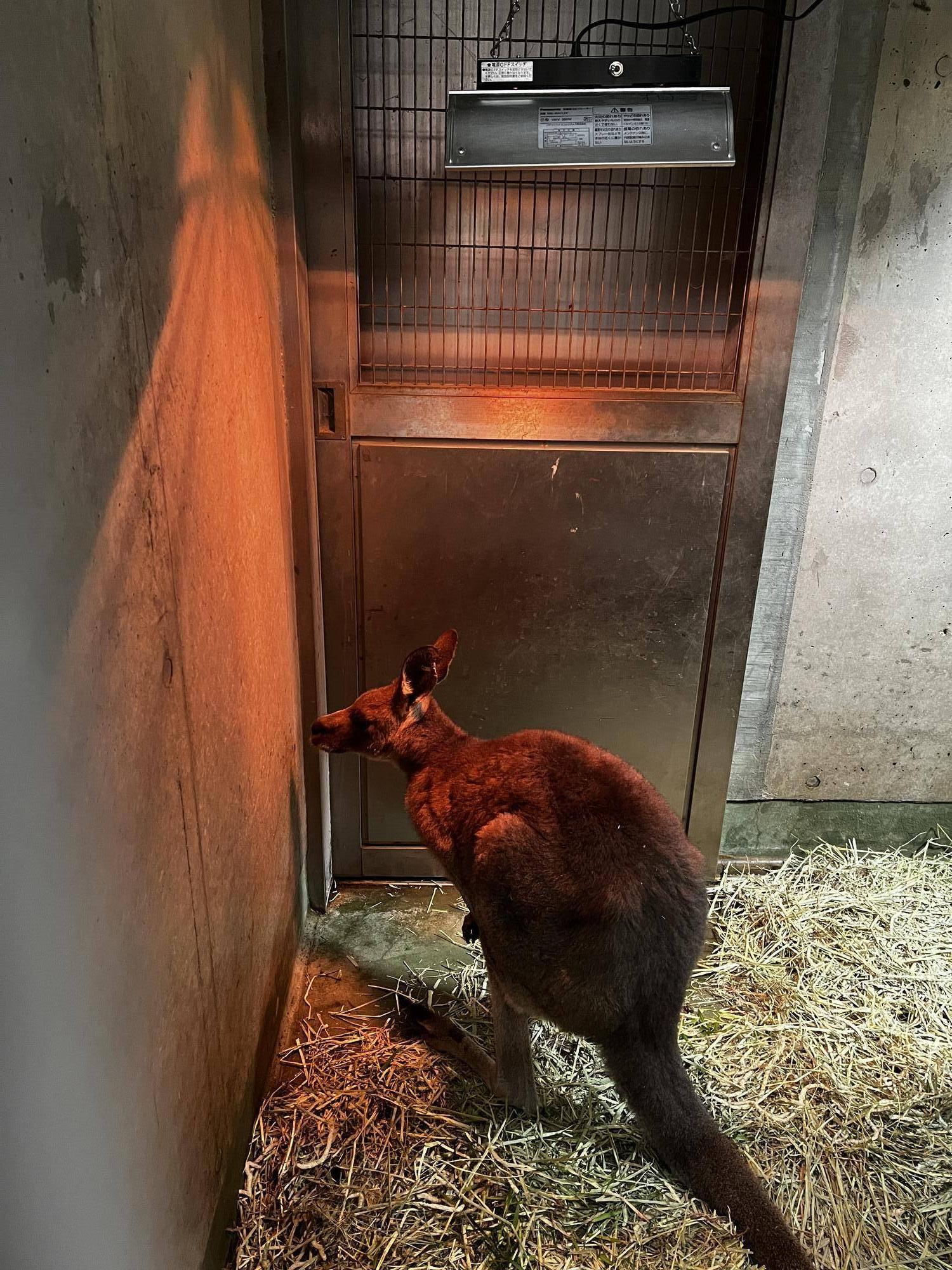 キノコと暖房 (4).jpg