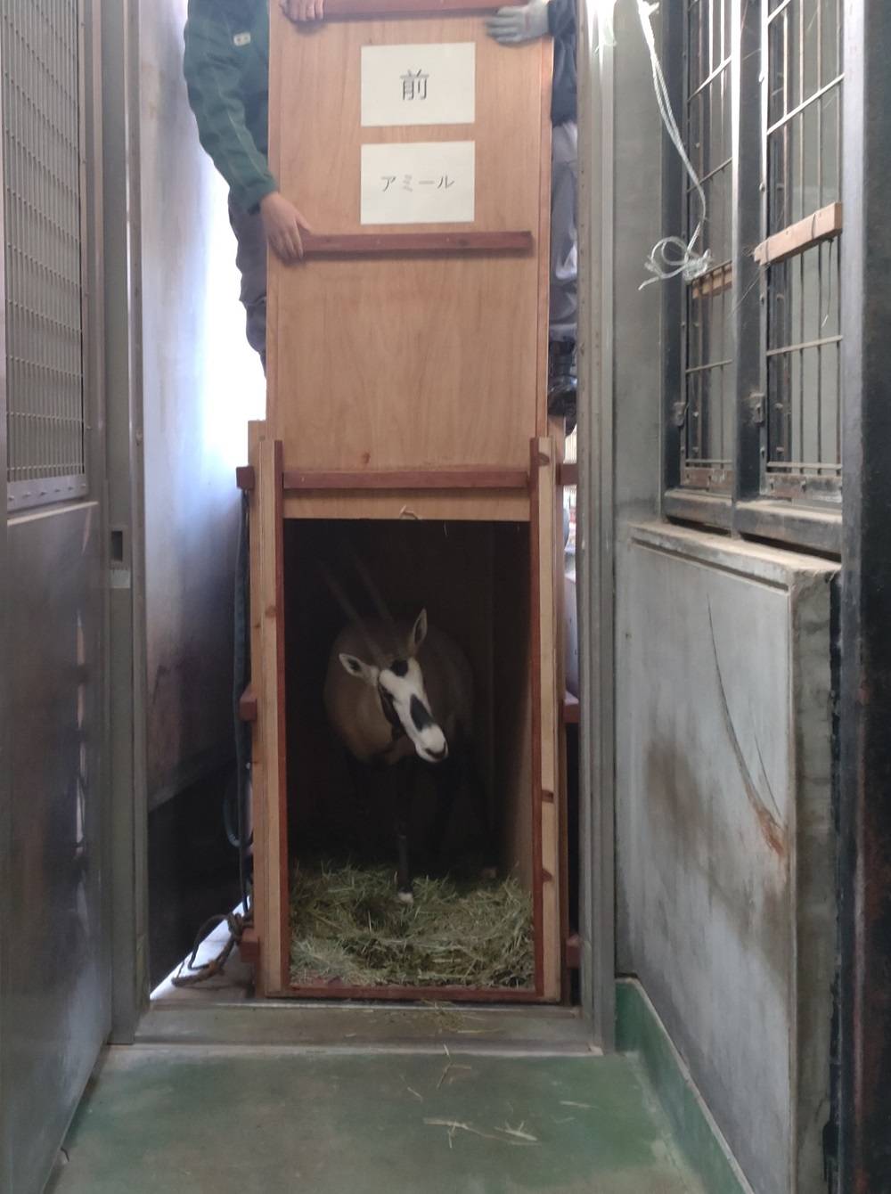 アミール箱からそとをうかがう.jpg