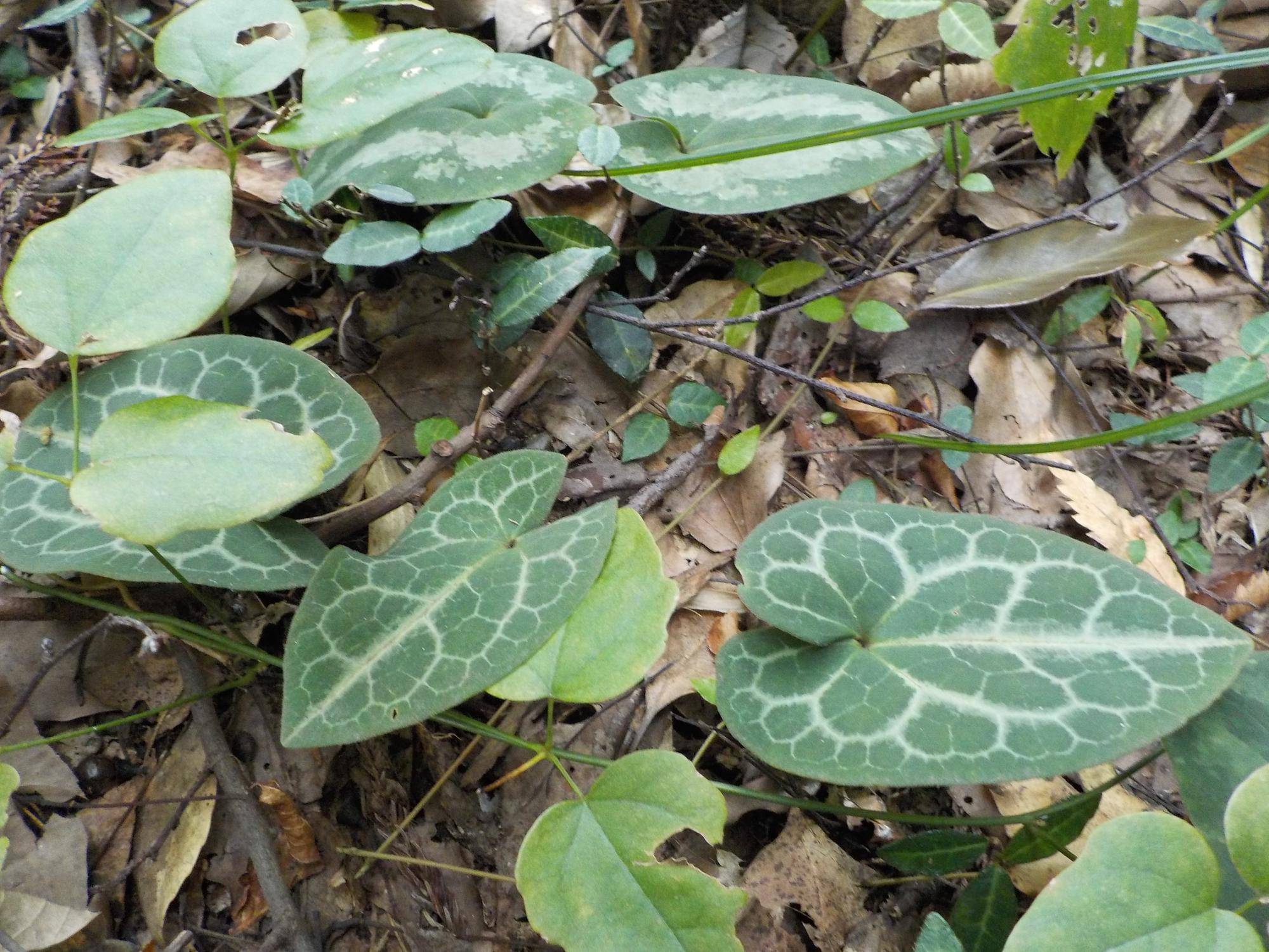 カンアオイ (1).jpg