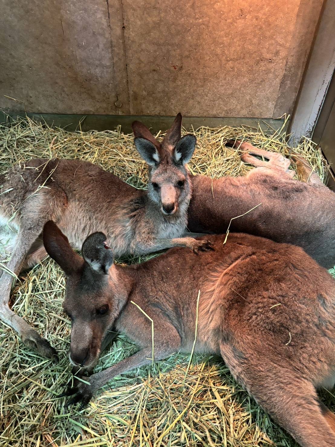 キノコと暖房 (6).jpg