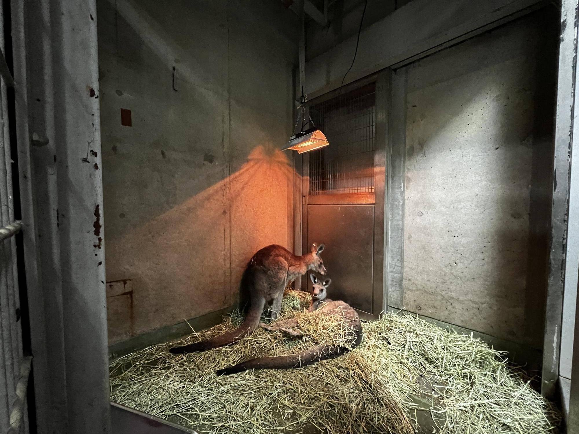 キノコと暖房 (5).jpg